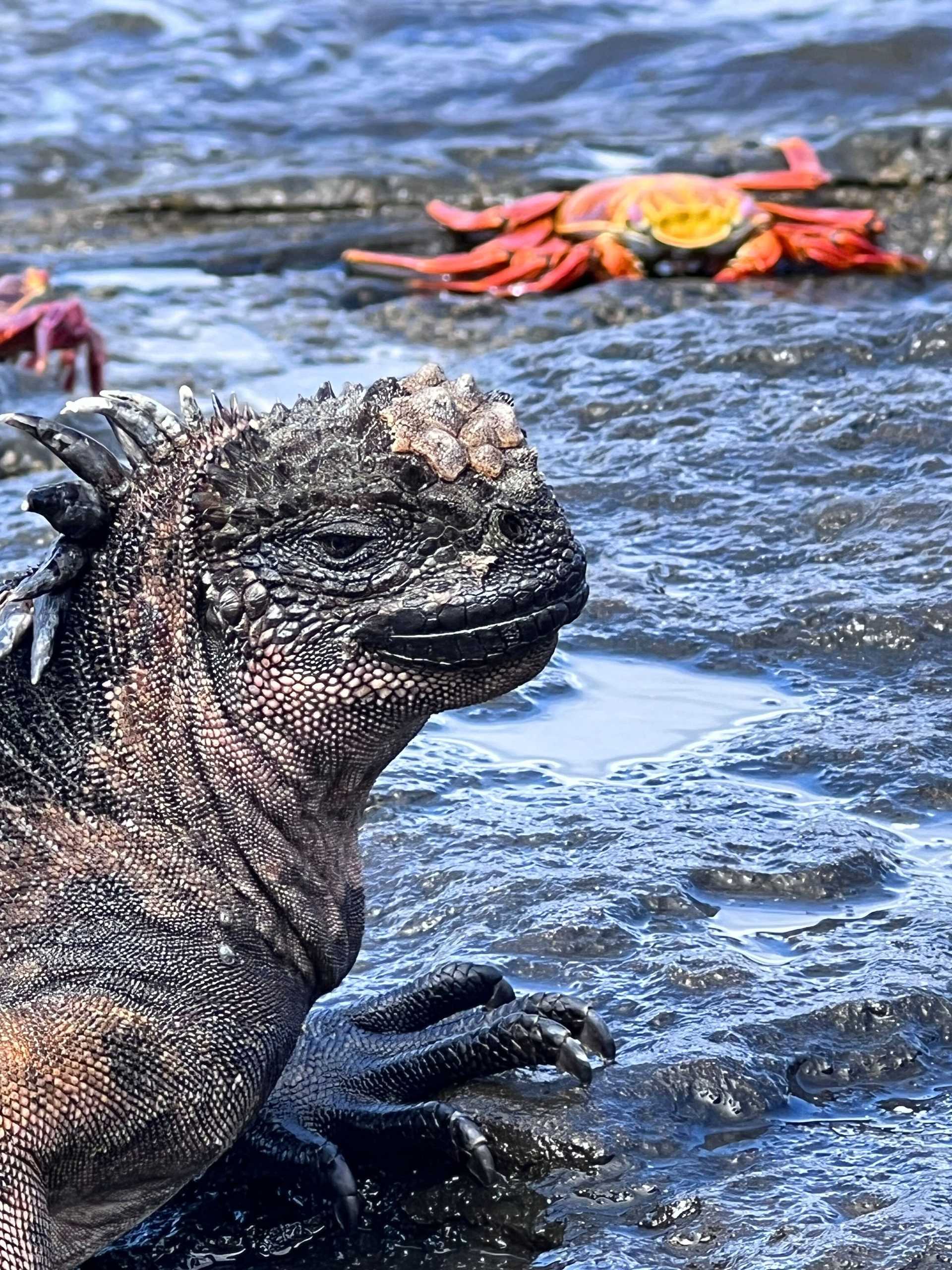 marine iguana