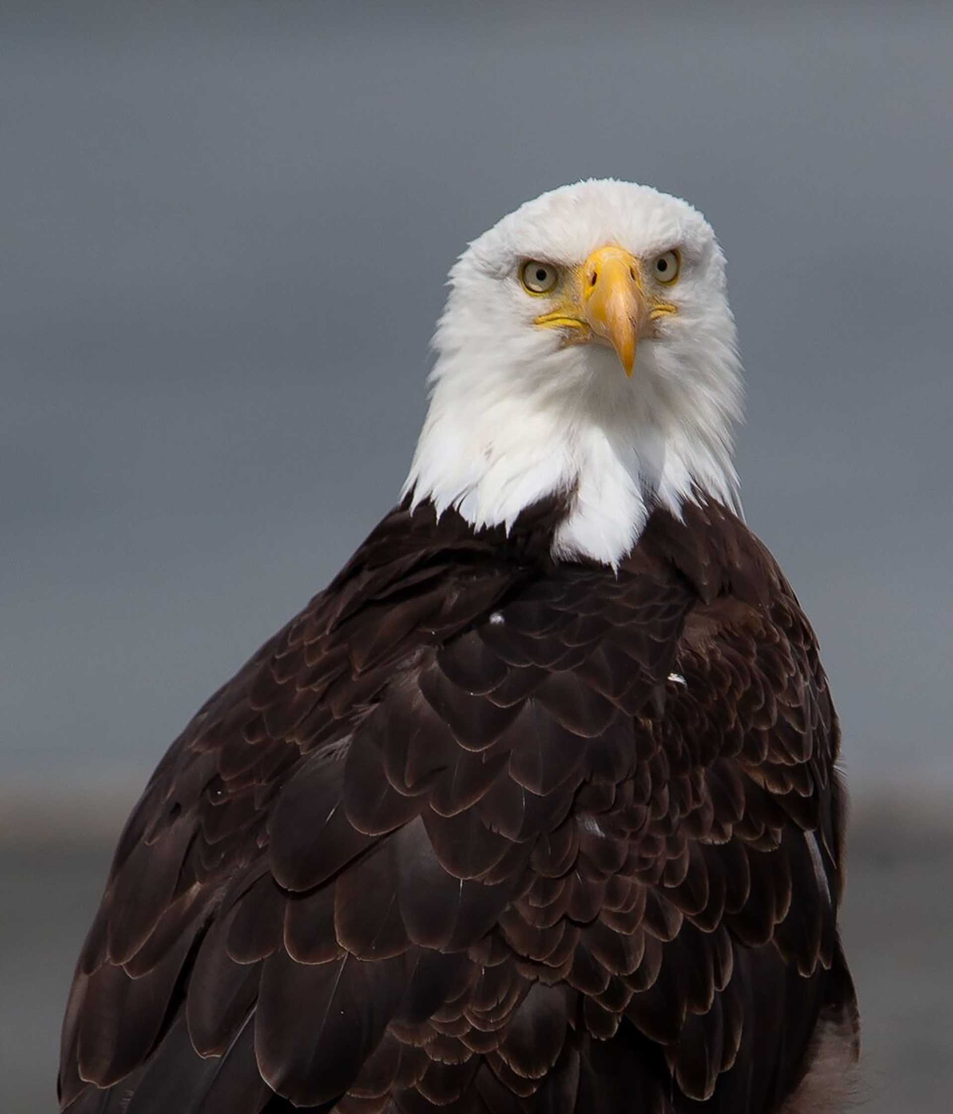 bald eagle