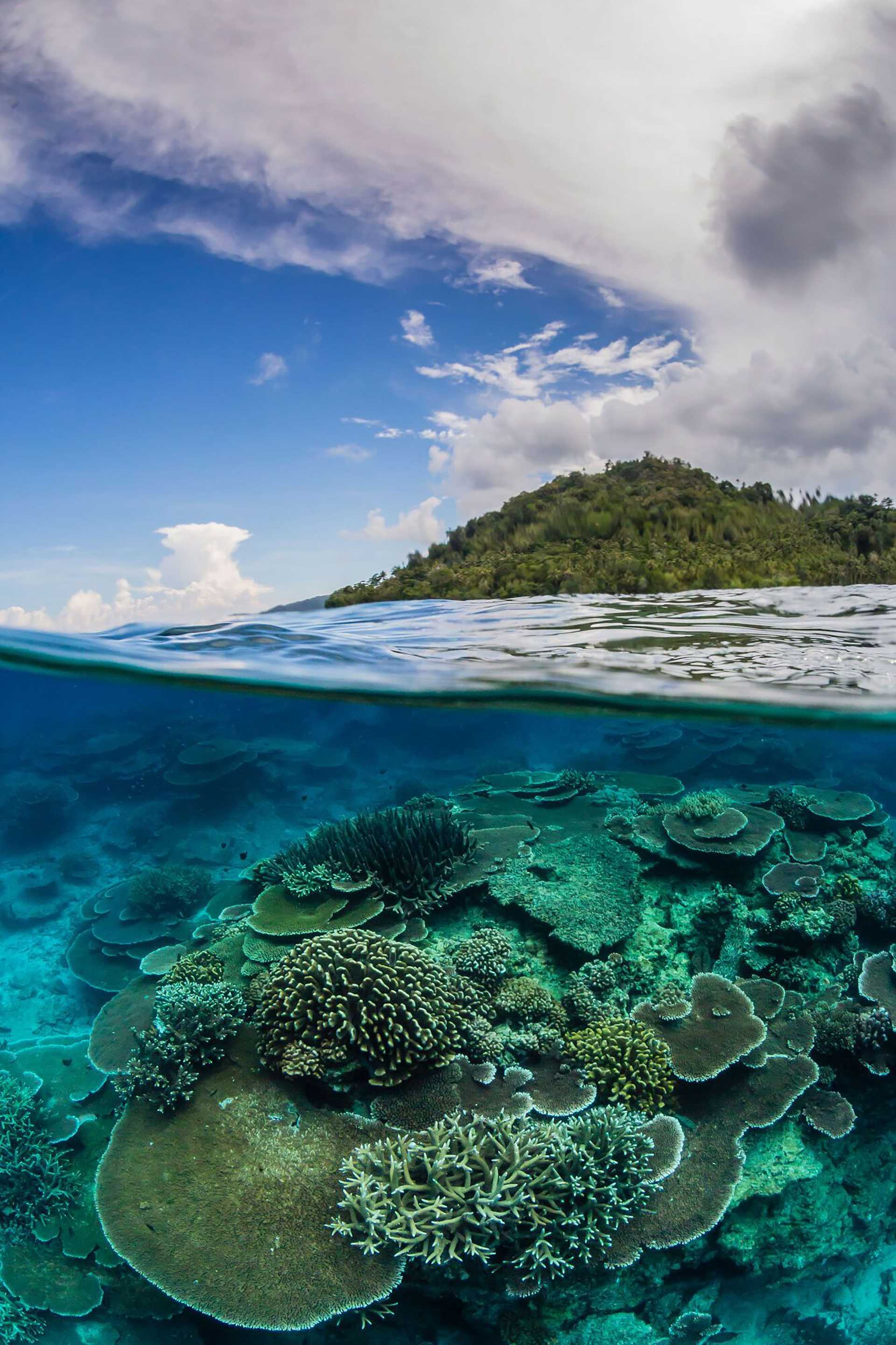 a view above and below the surface of the water