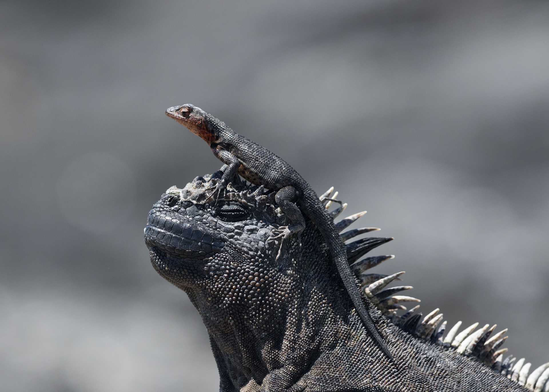 smaller lizard sitting on the head of a larger lizard