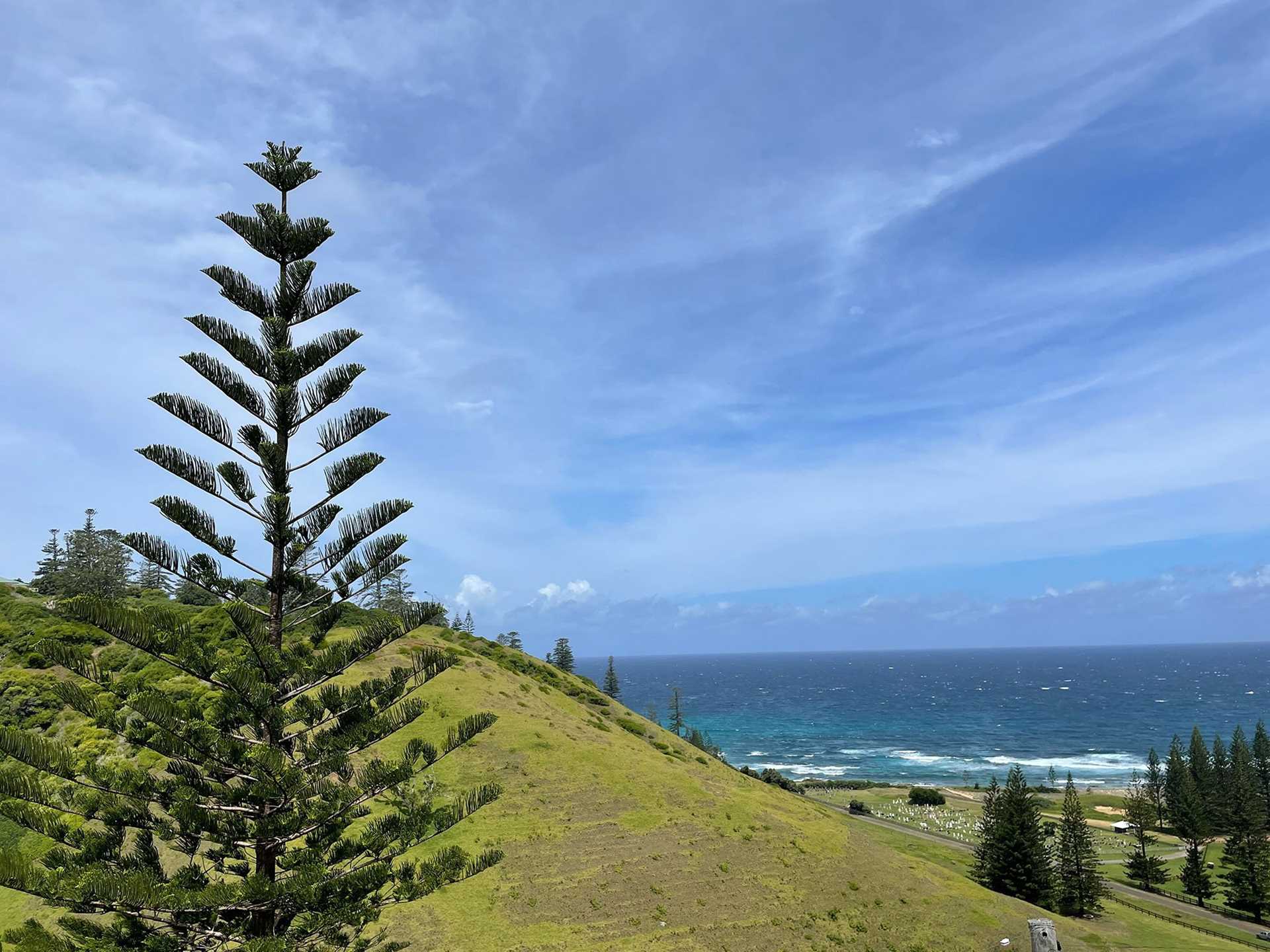 norfolk island pine