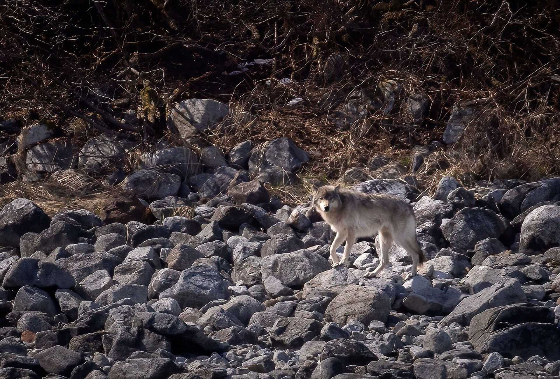 wolf standing on rocks