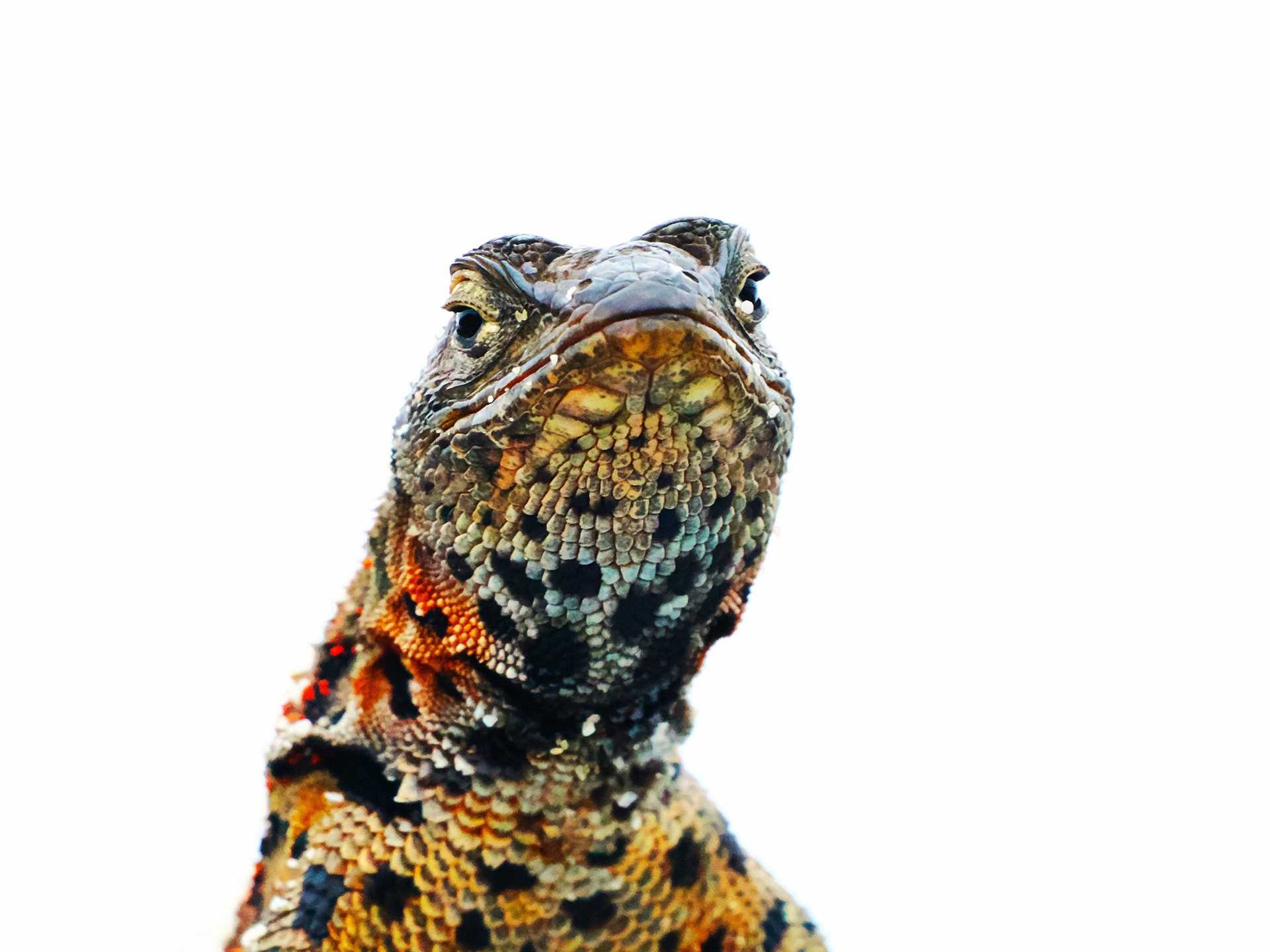 lava lizard