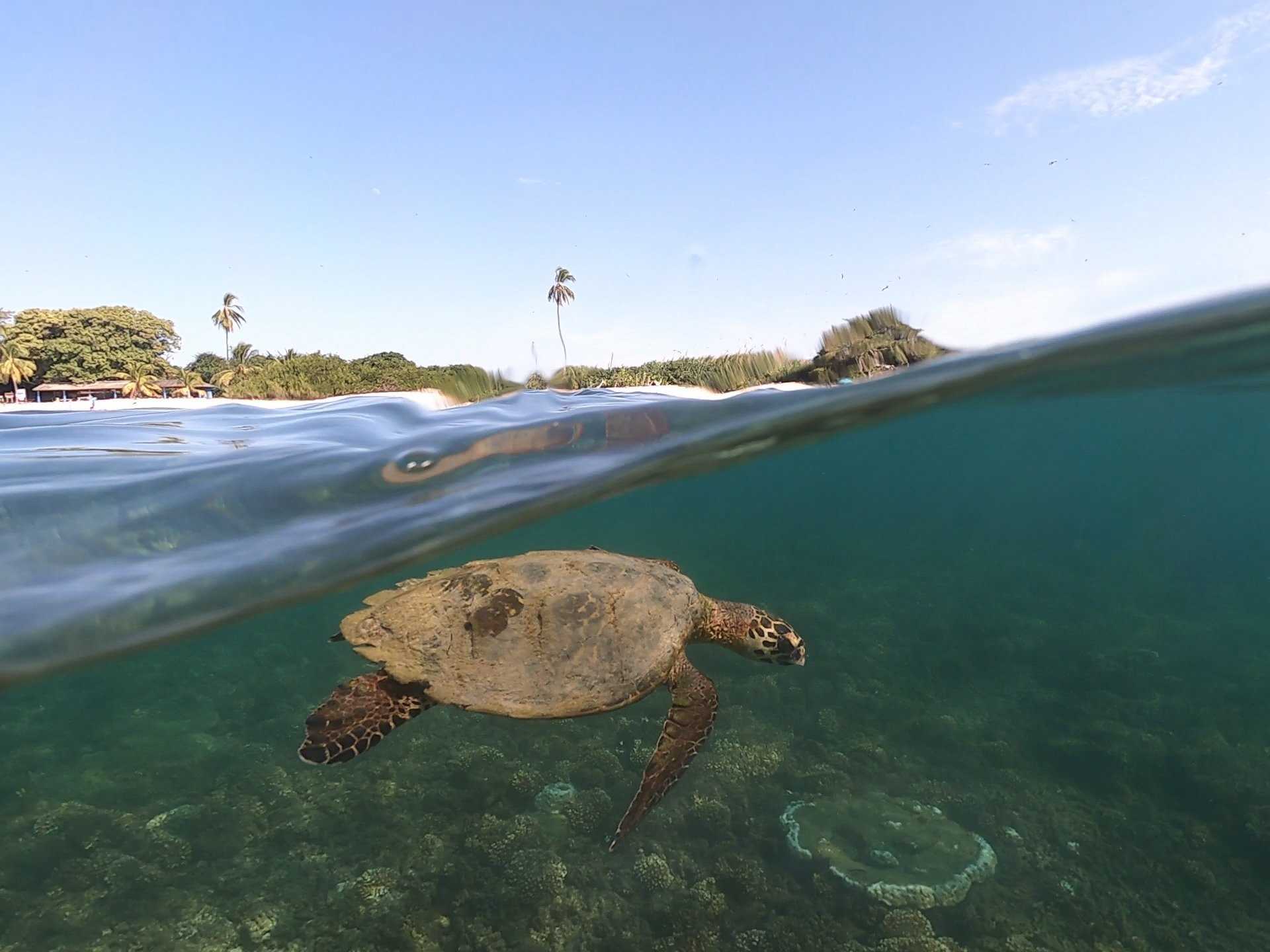 Hawksbill Turtle K Nesbitt.jpg