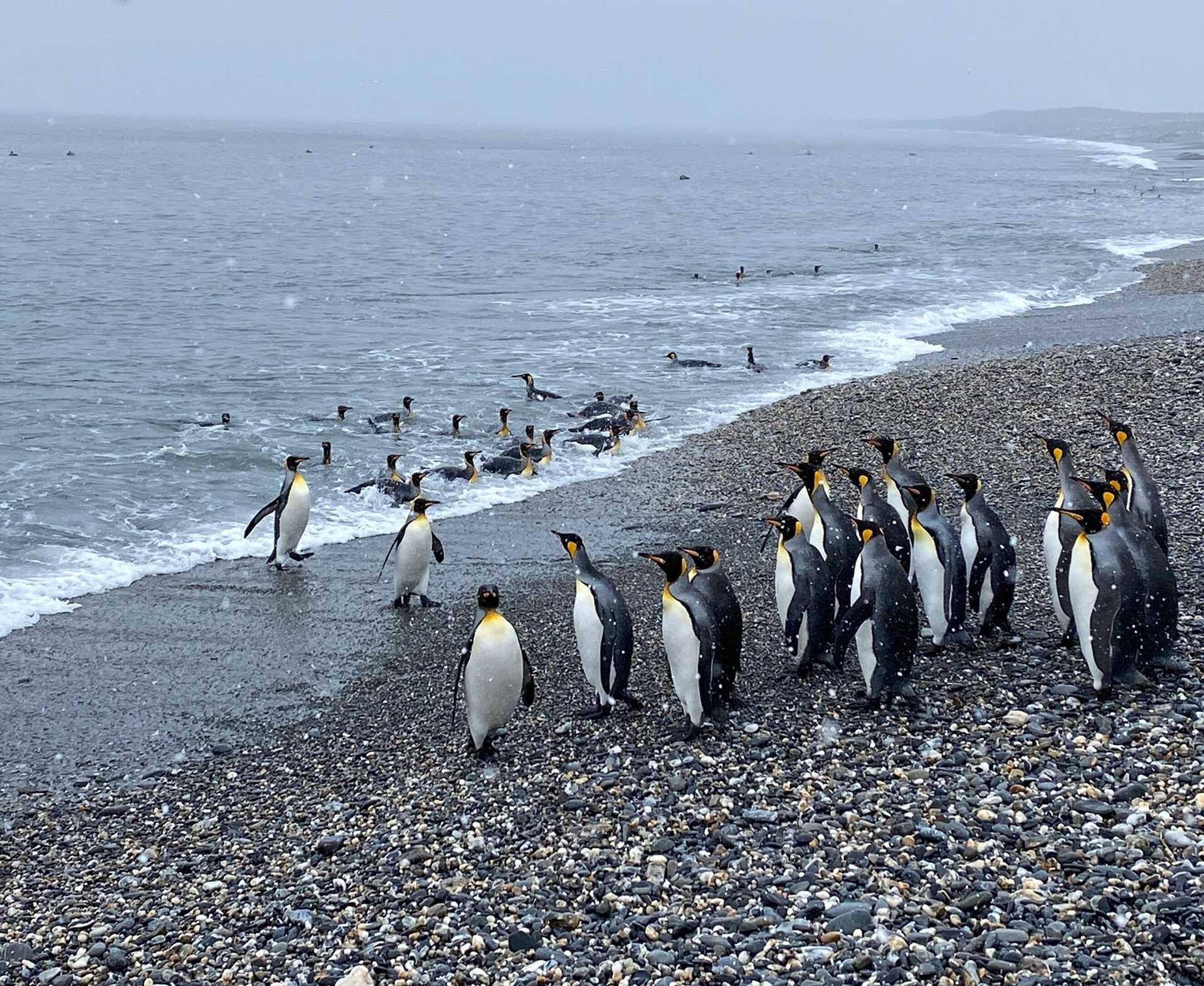 king penguins