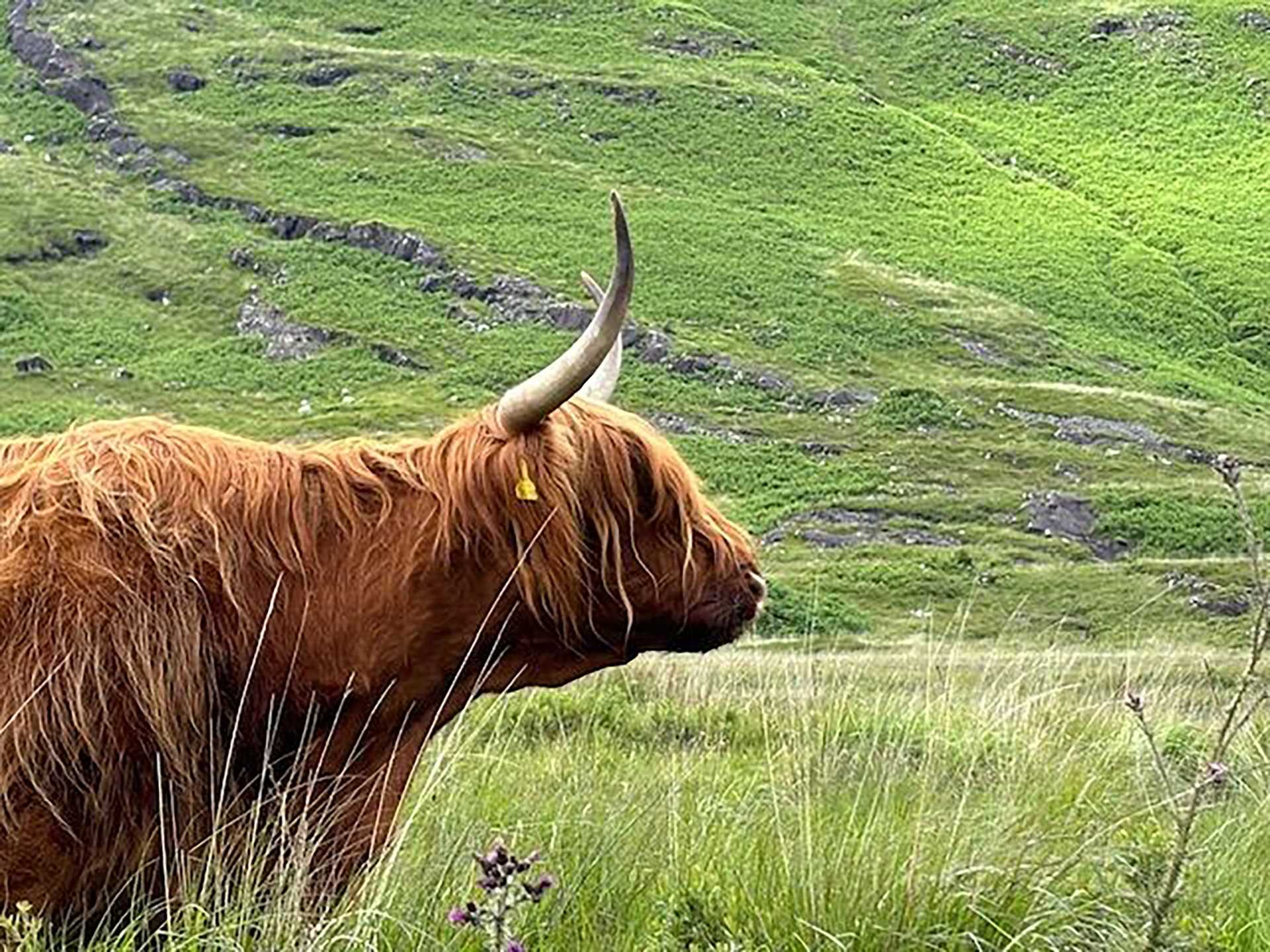 highland cow