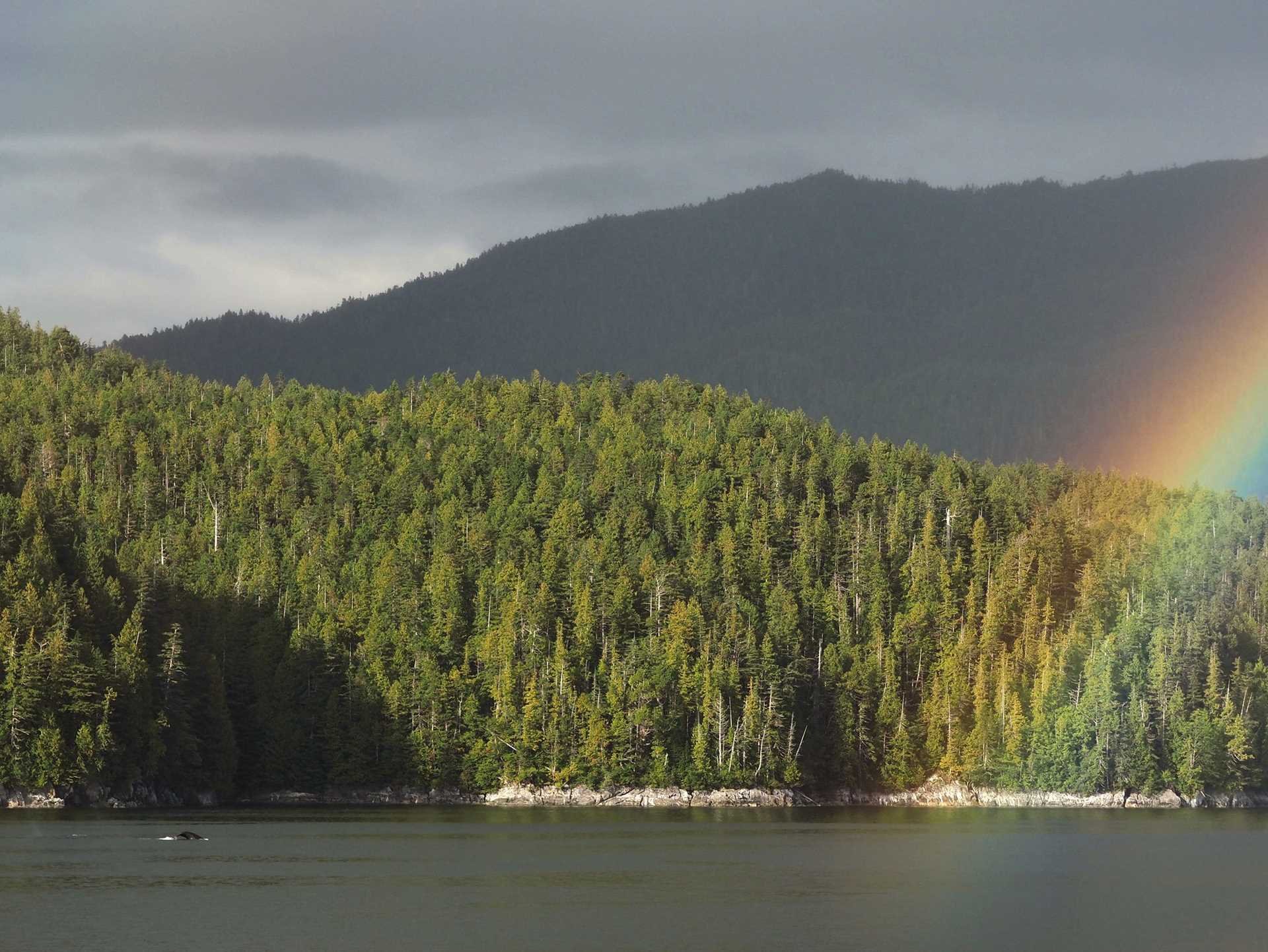 humpback whale tail and rainbow