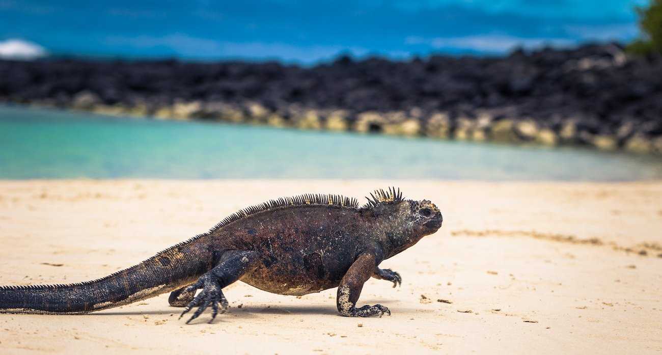 Marine Iguana on Shore.jpg