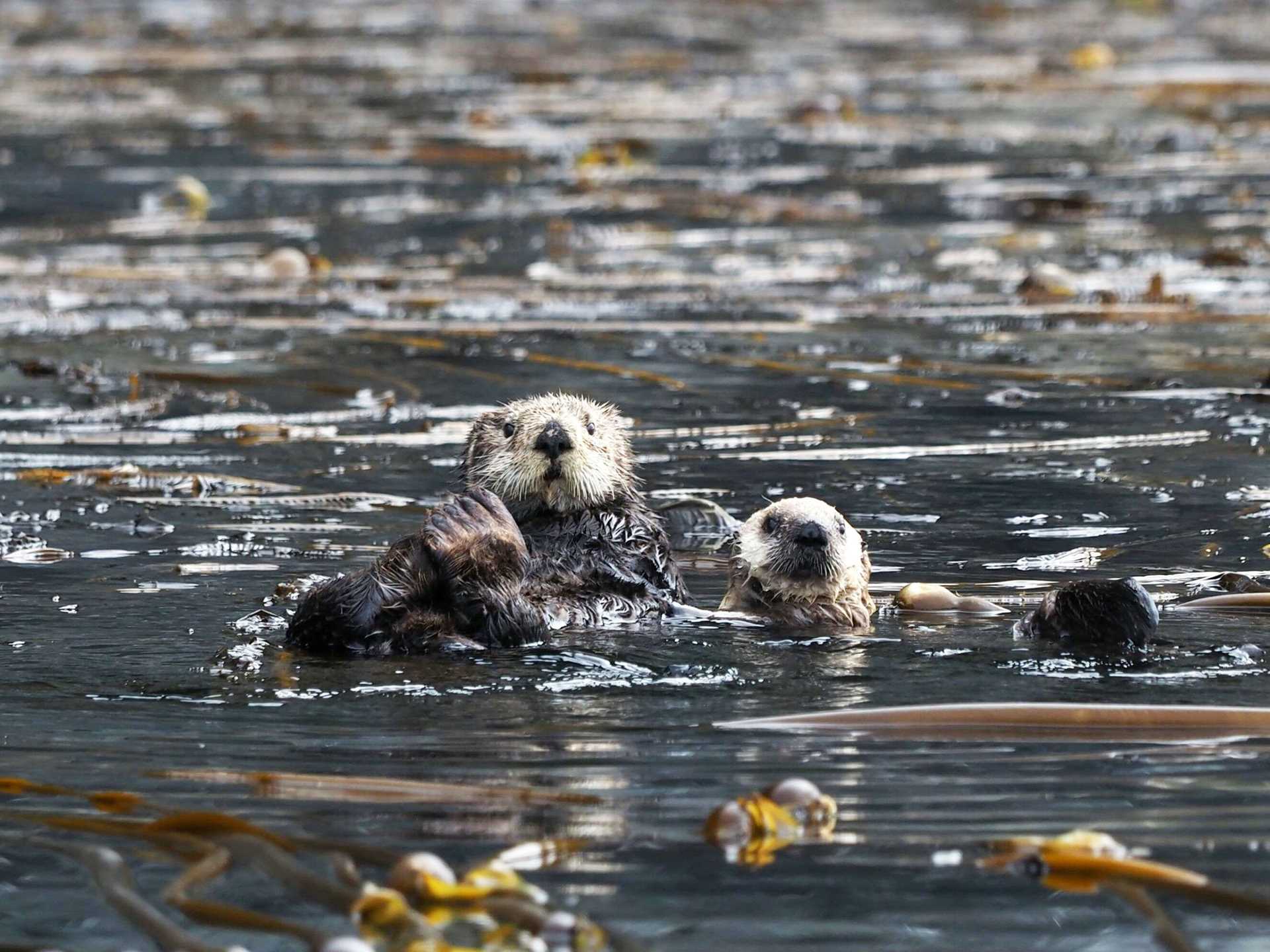 otter and pup