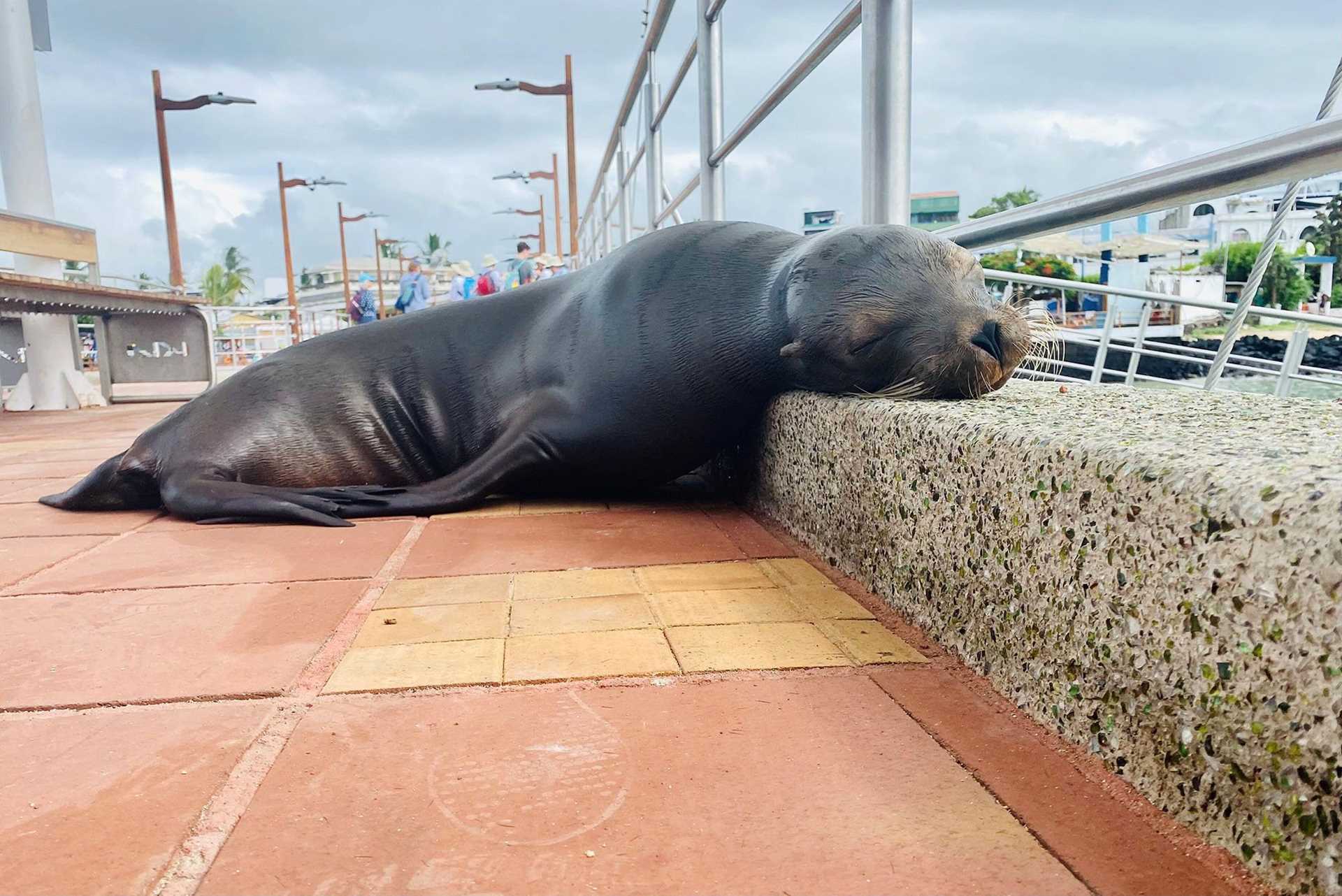 sleeping sea lion