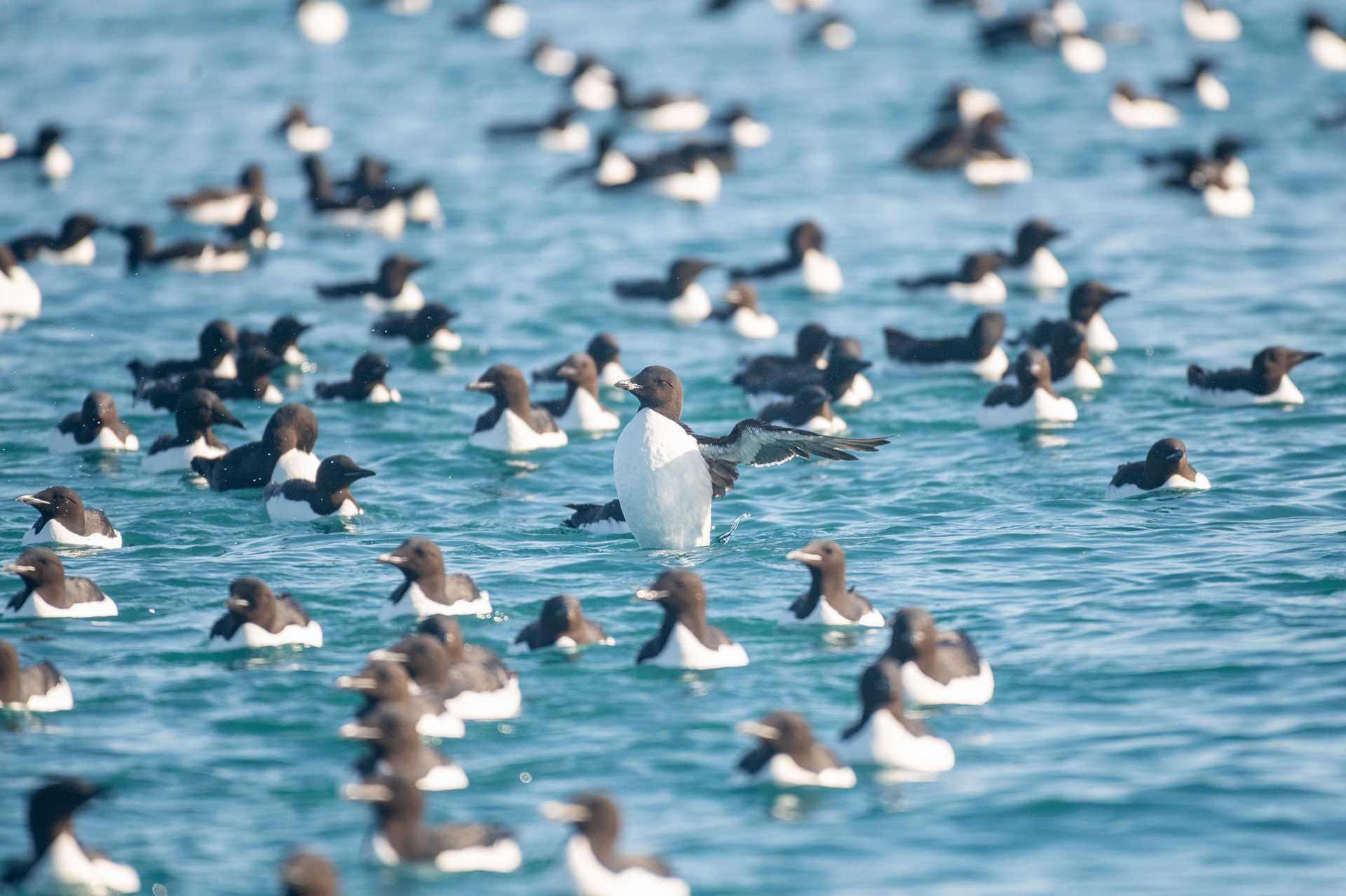 dozens of black and white birds