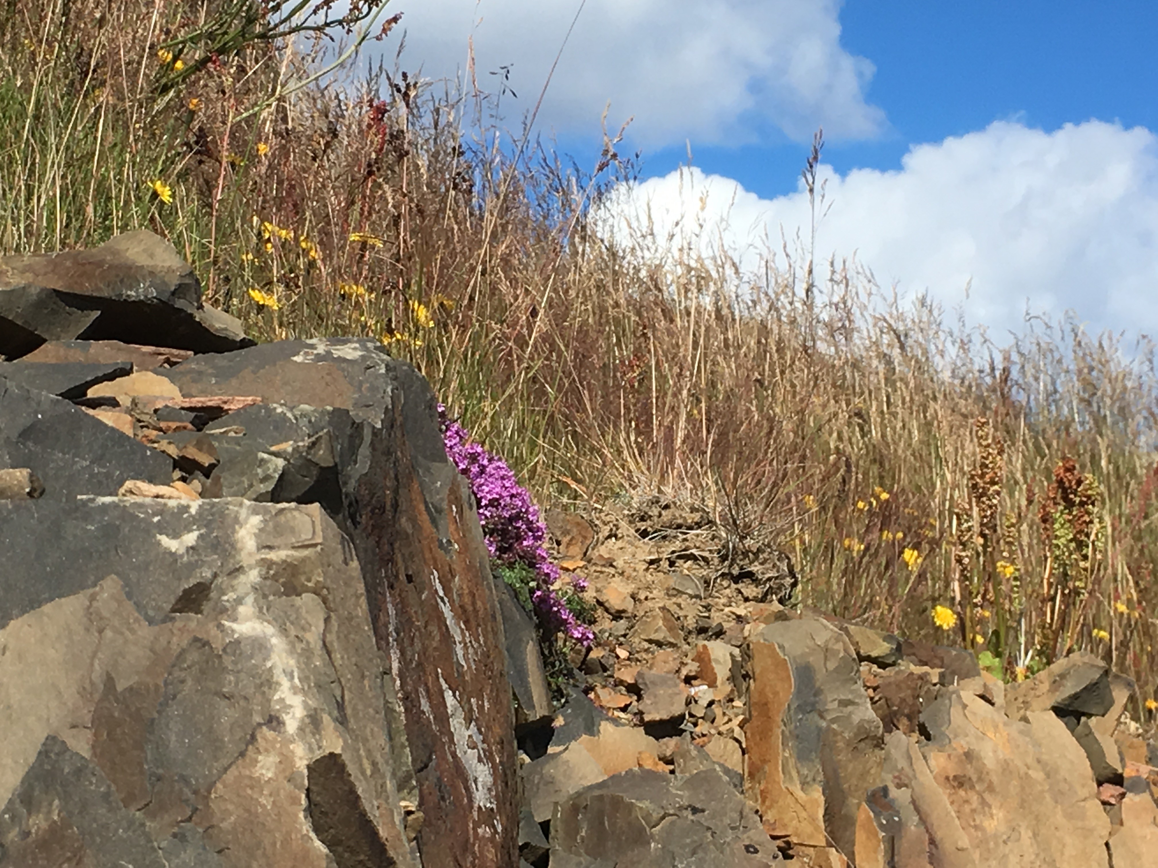 Foraging for thyme Iceland HR.jpg