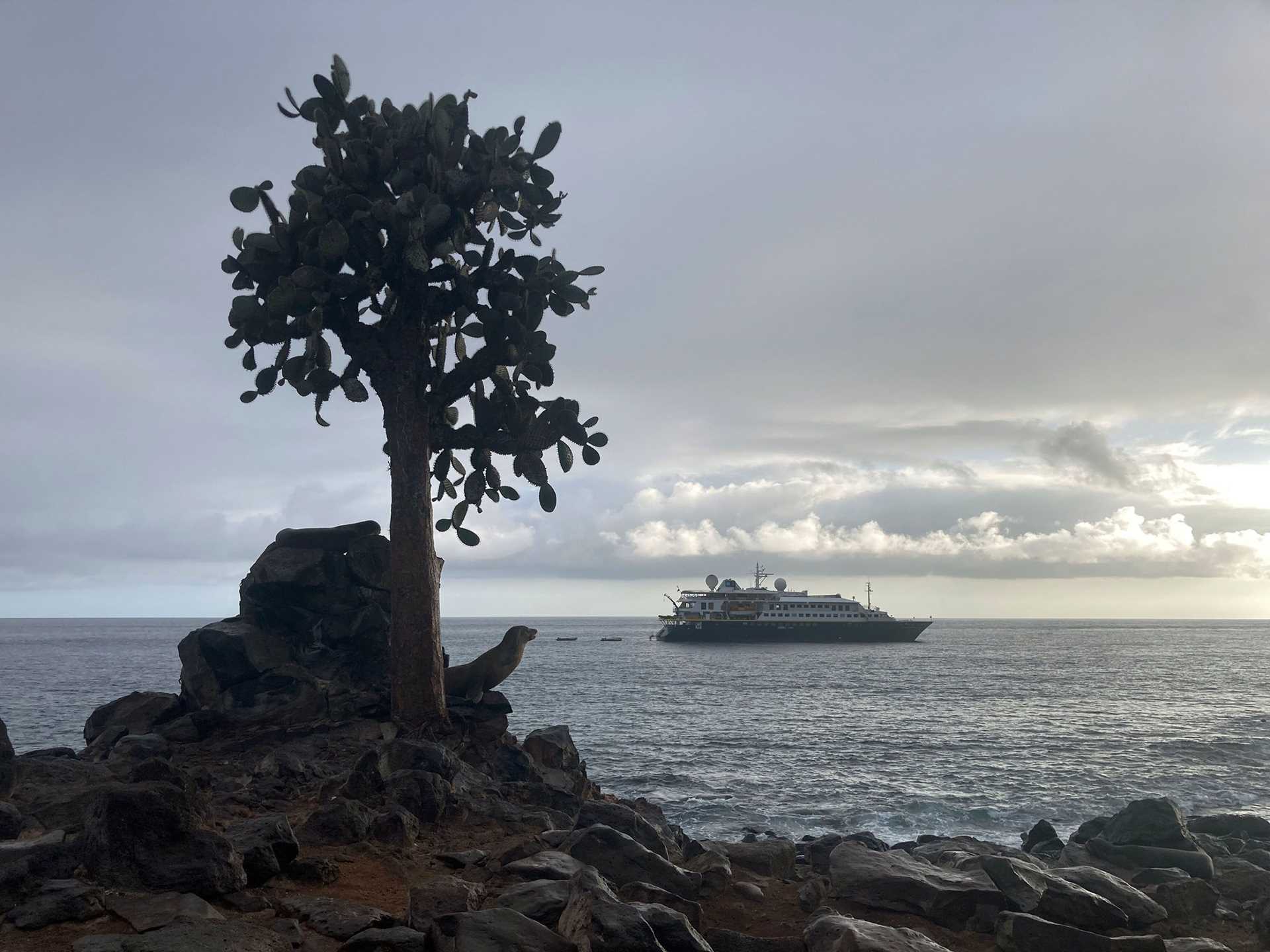 a sea lion poses in front of a ship