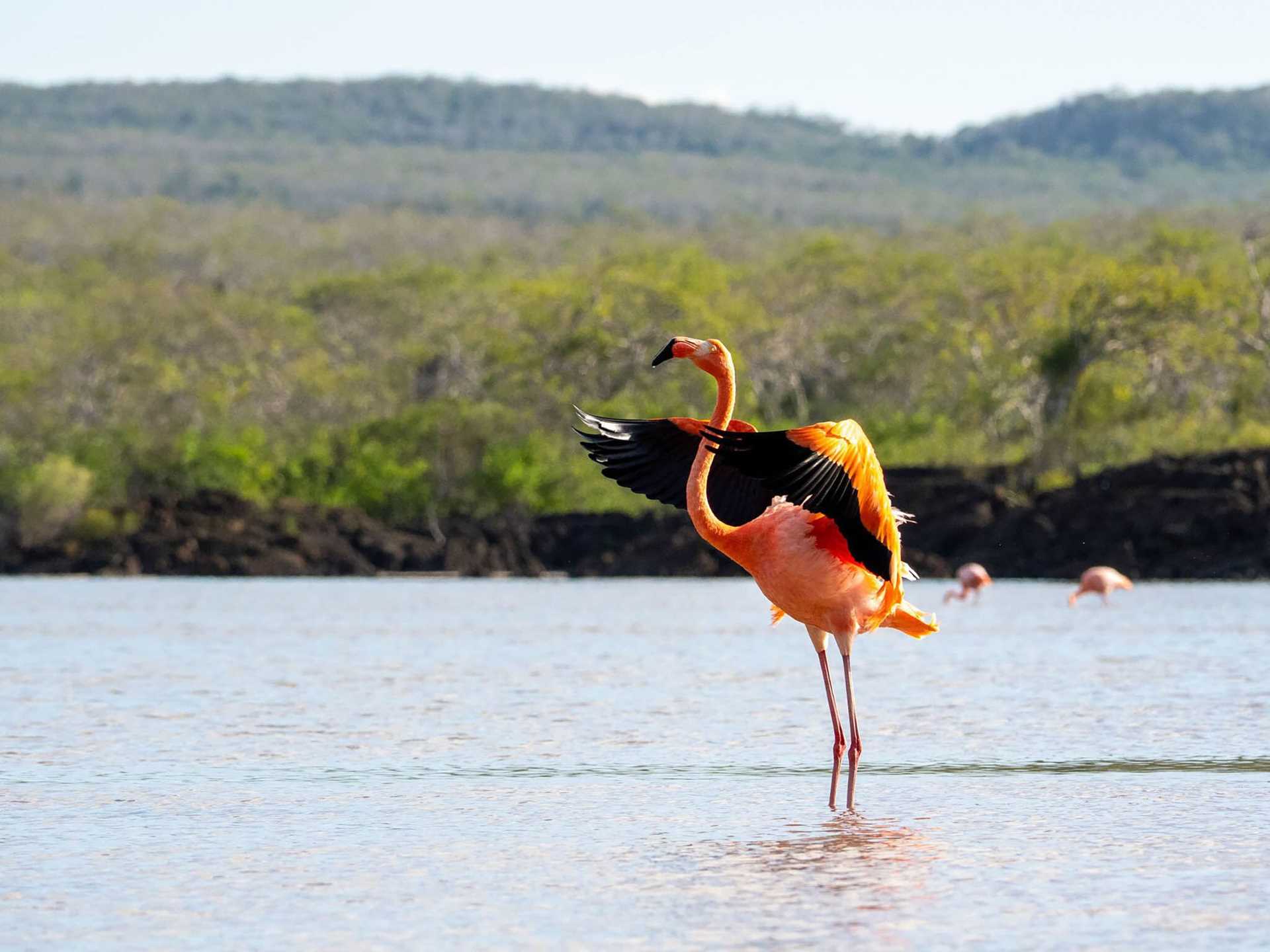 bright pink flamingo flapping its wings