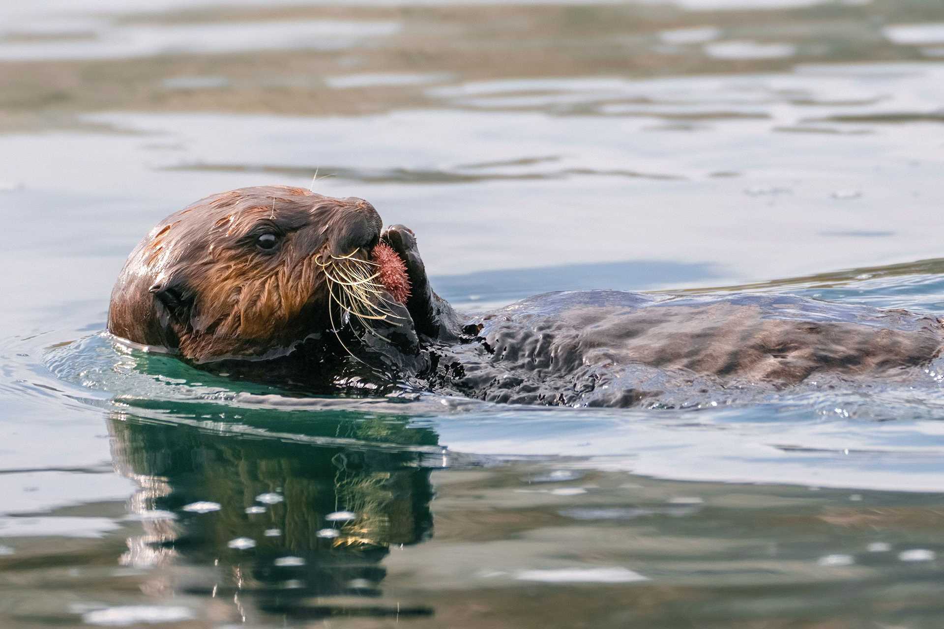 sea otter