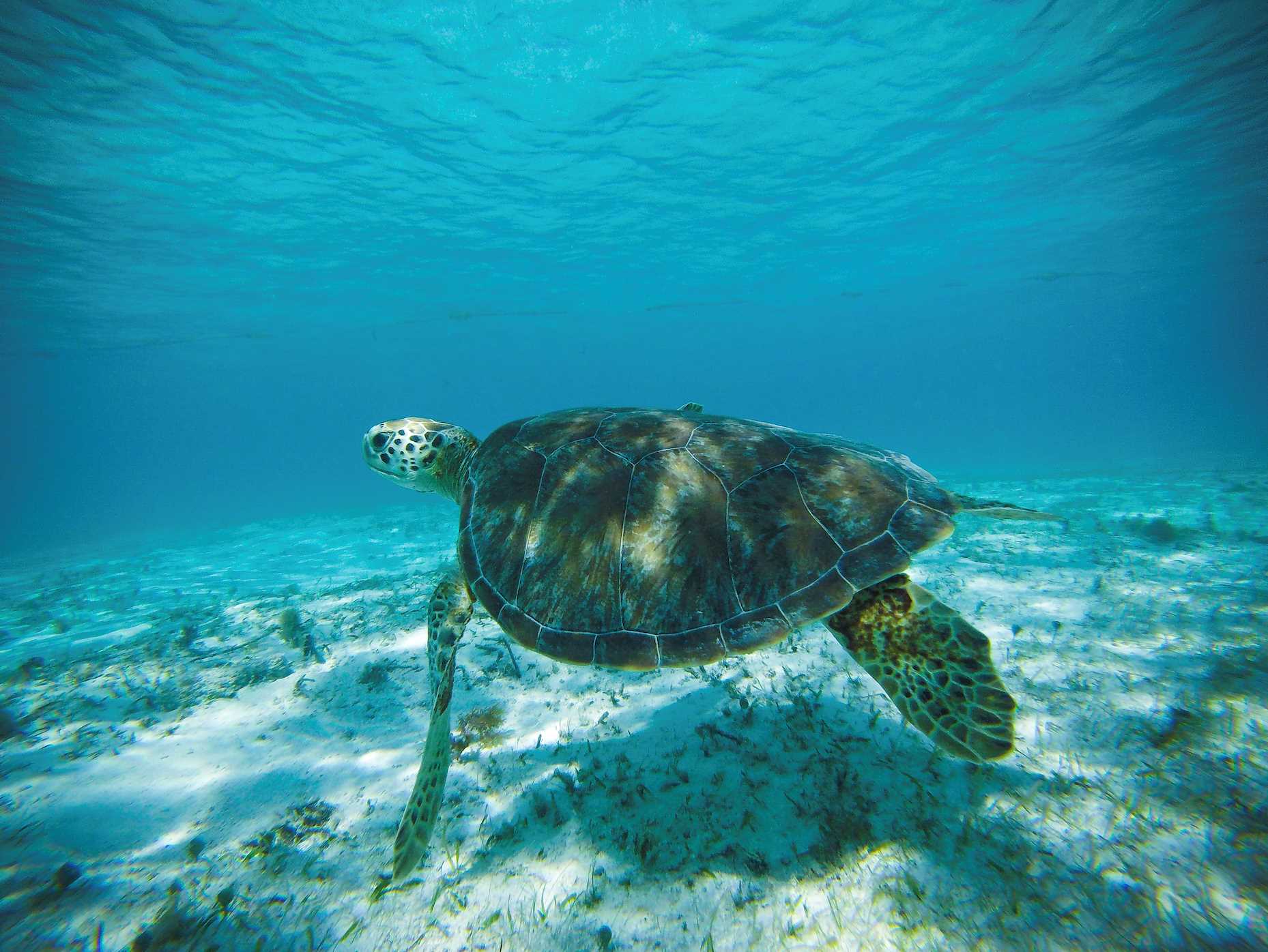 sea tutle near colombia.jpg