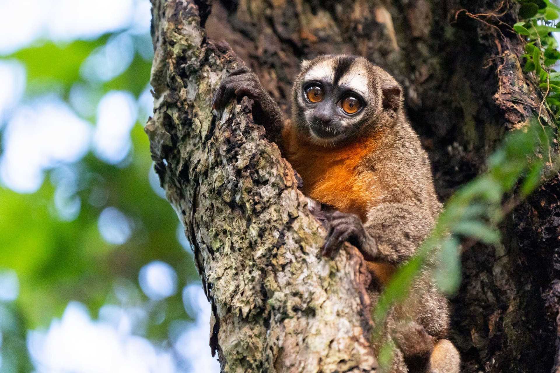 small brown and white monkey in a tree