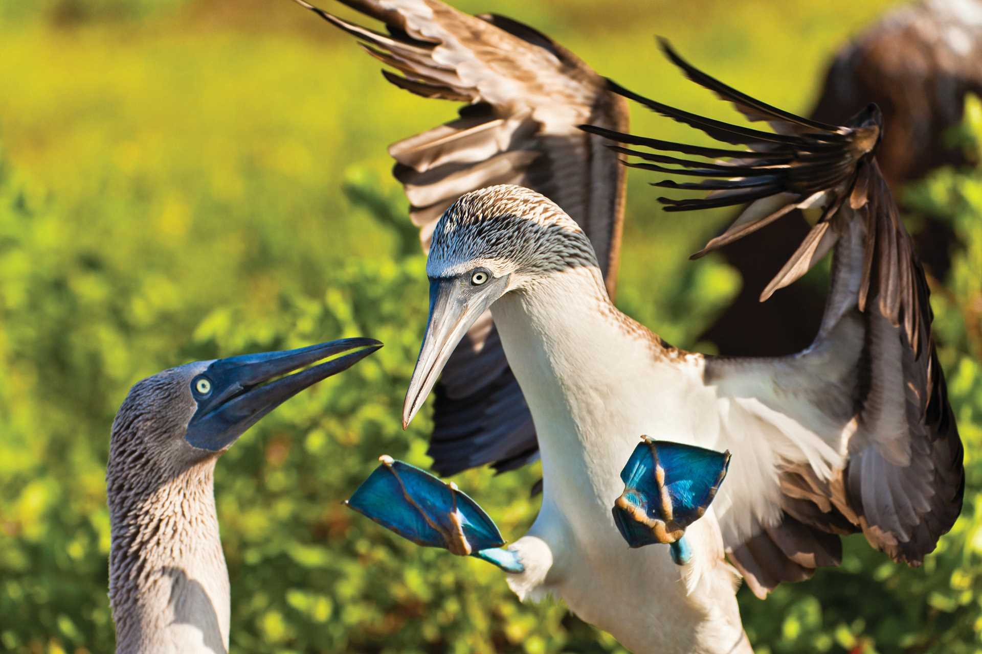 A male blue-footed booby performs a mating dance for a female blue-footed booby on North Seymour Island, Galápagos.