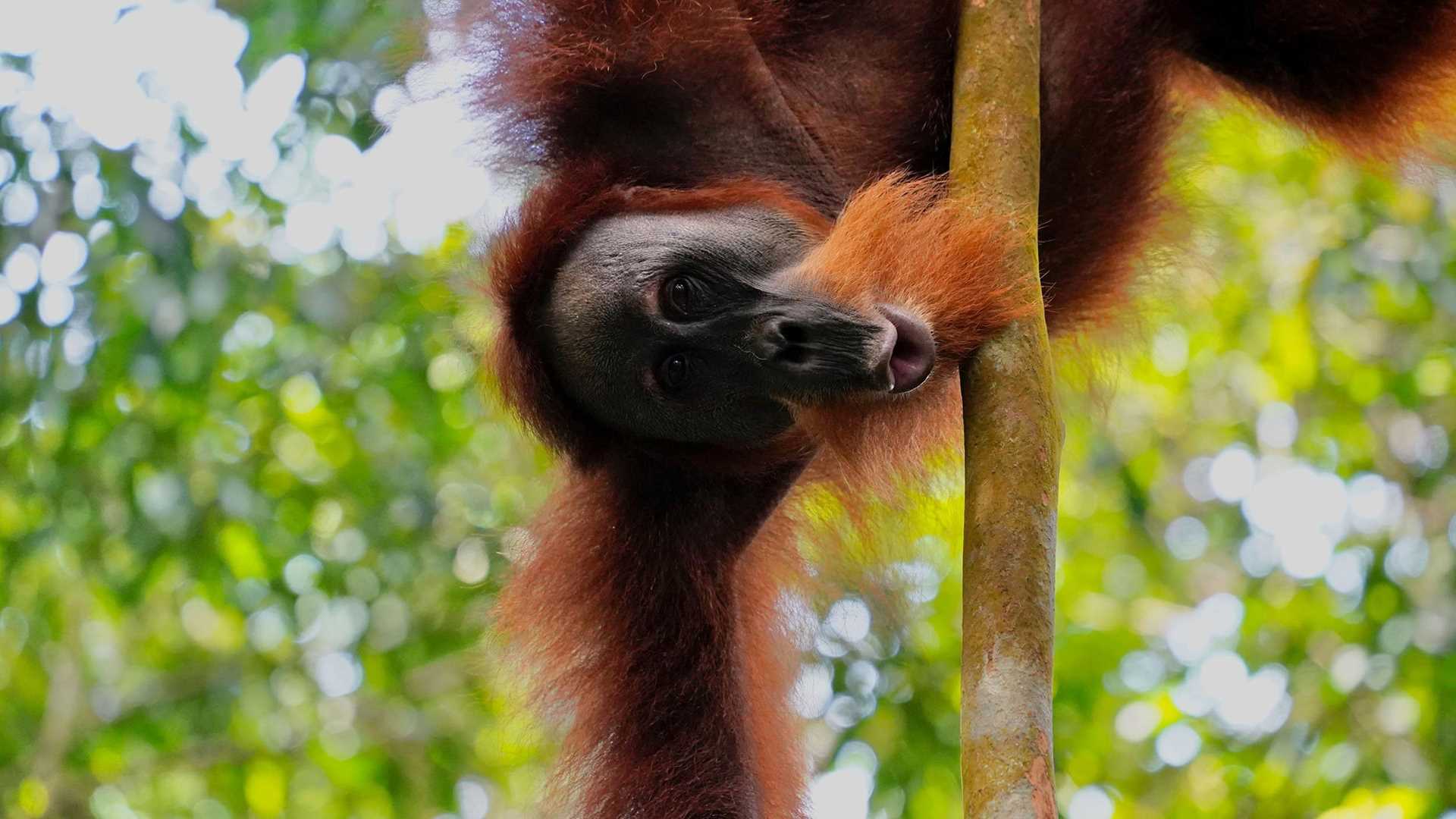 orangutan