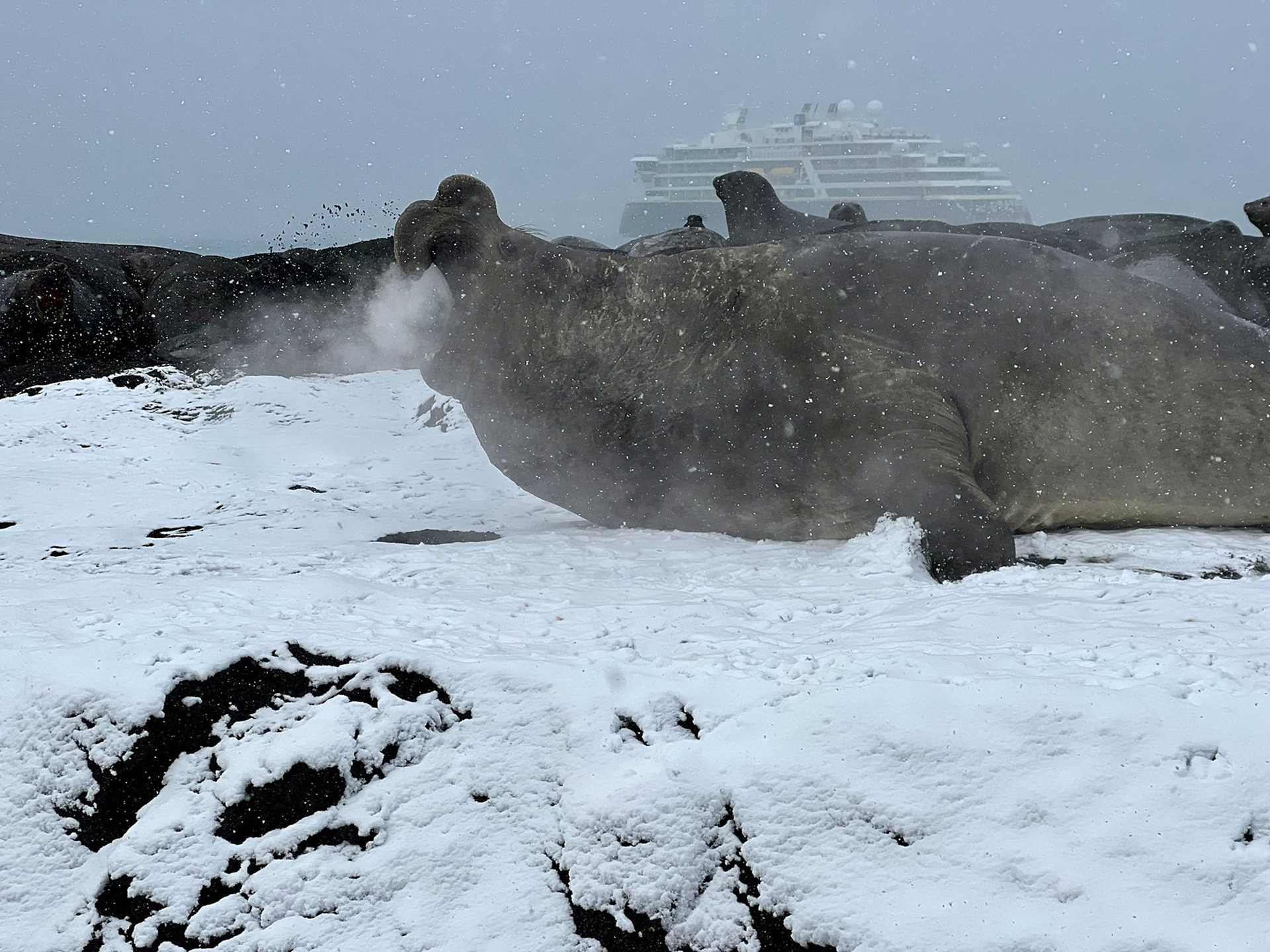 bellowing elephant seal