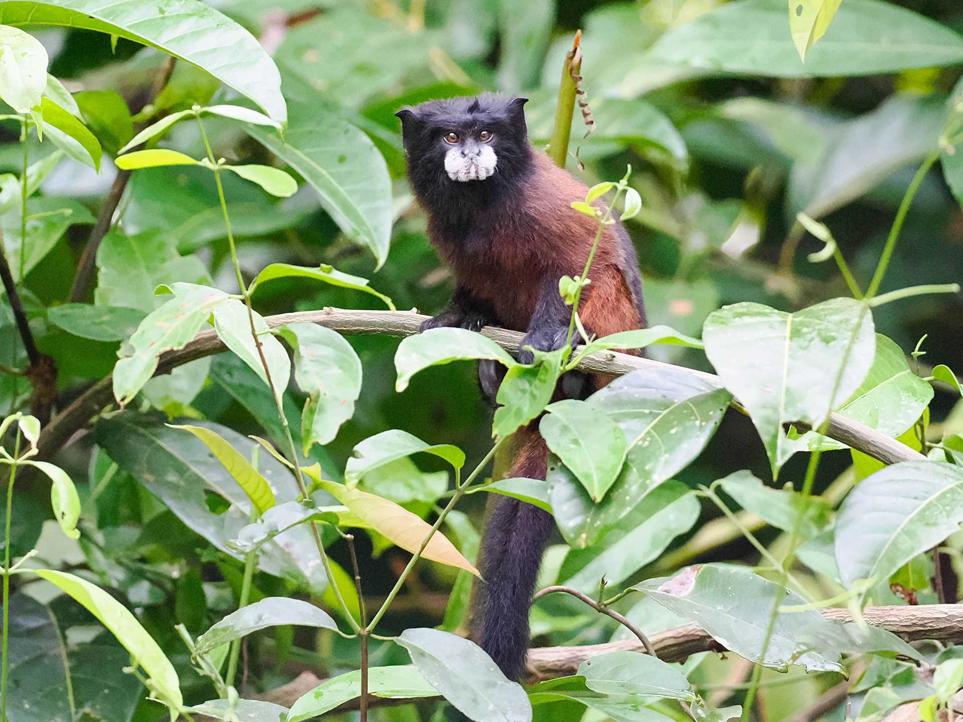 saddle-back tamarin