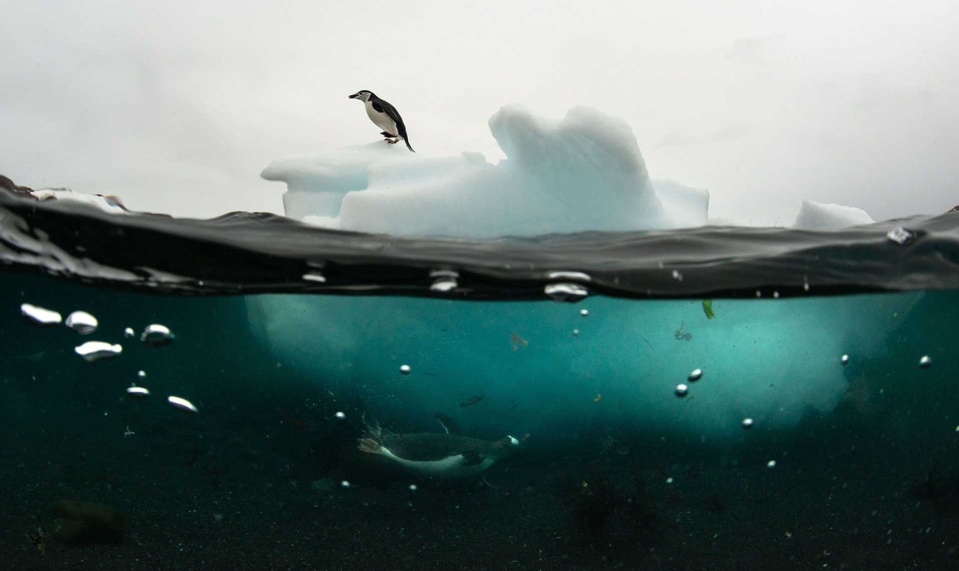 one penguin above the water, one penguin below the water