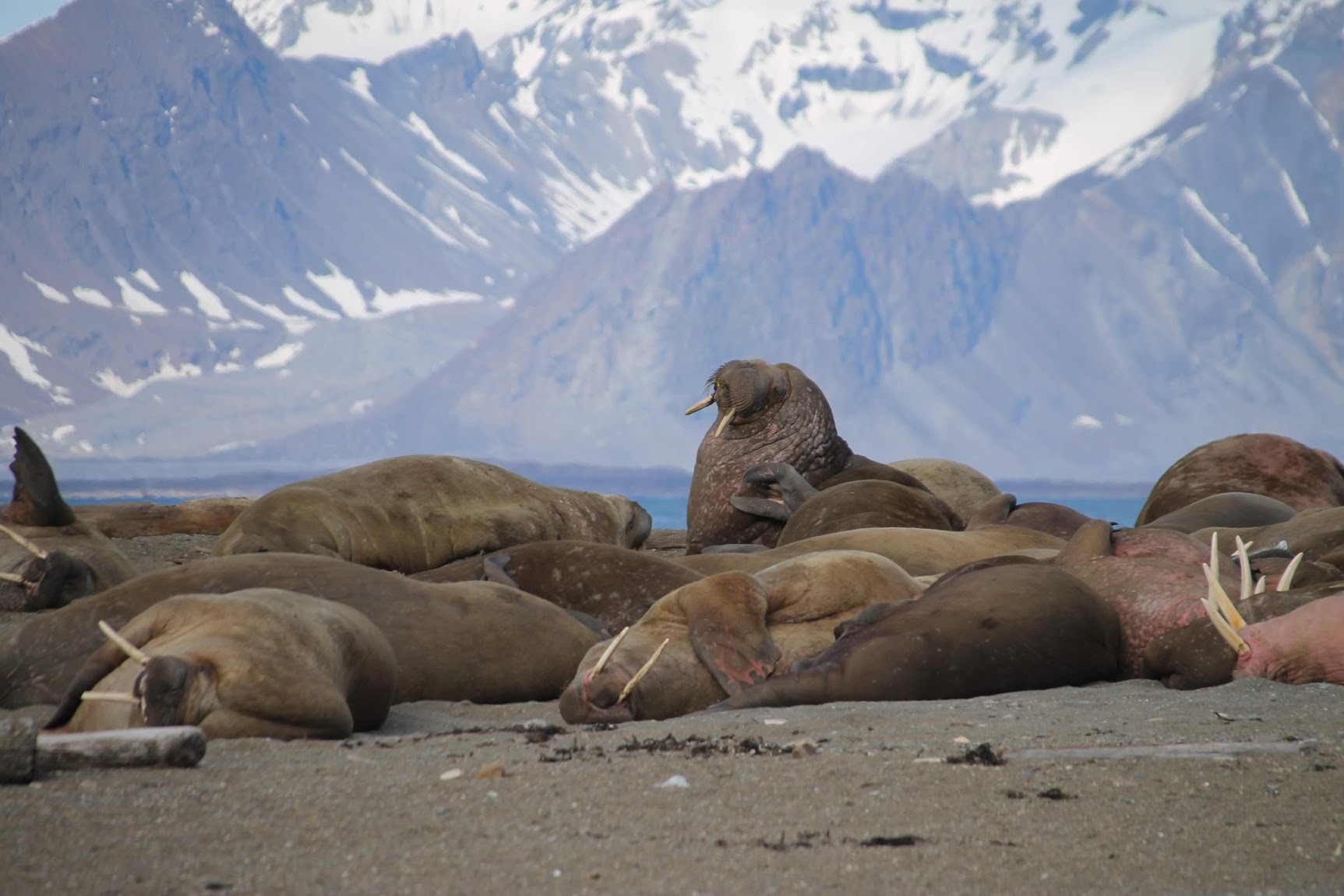 laura walruses.jpg