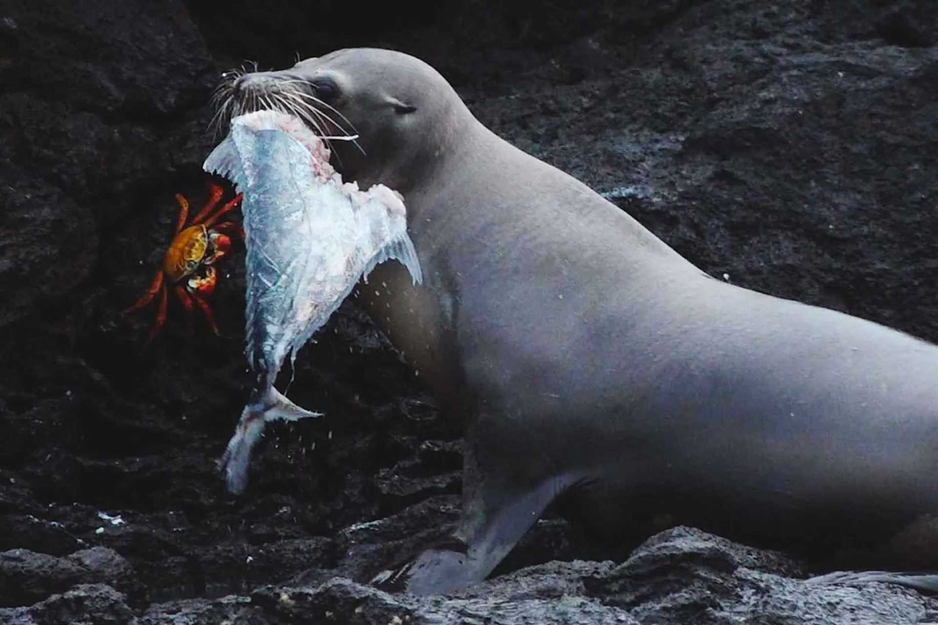 sea lion and fish