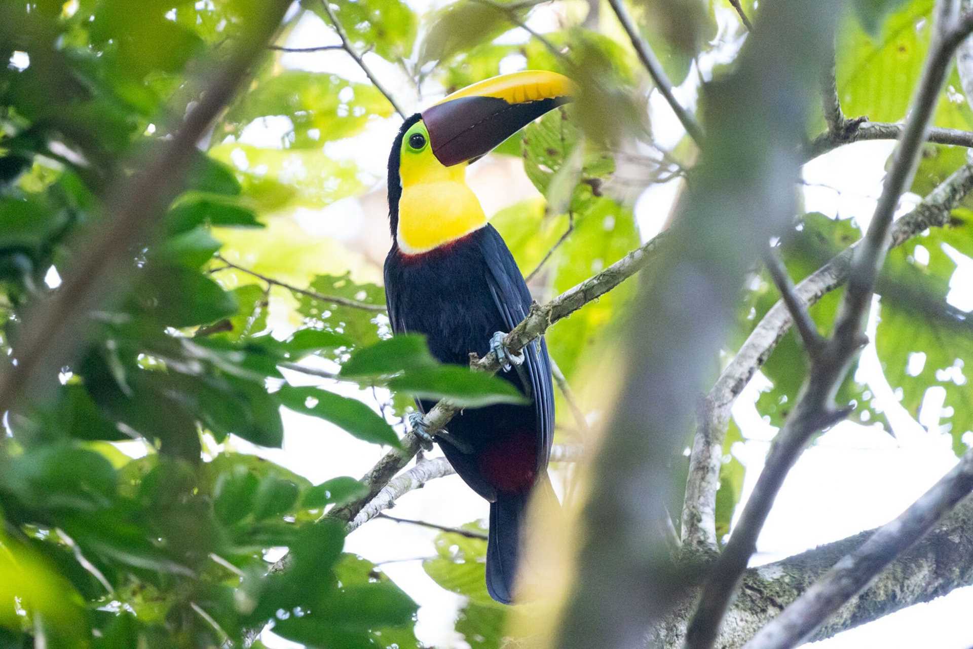 toucan