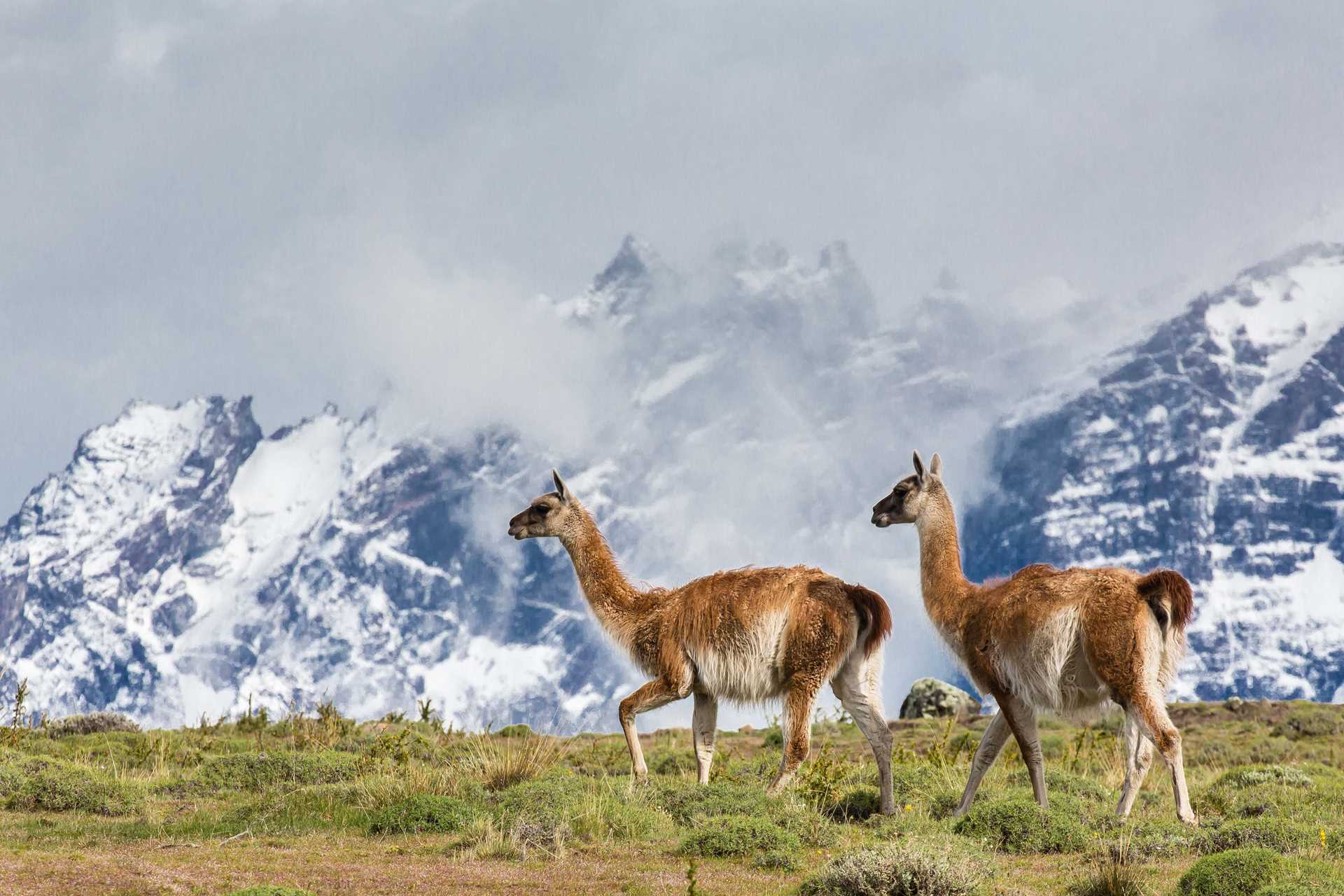 Large RGB-Lindblad Expeditions-Chile Patagonia 1012-034.jpg