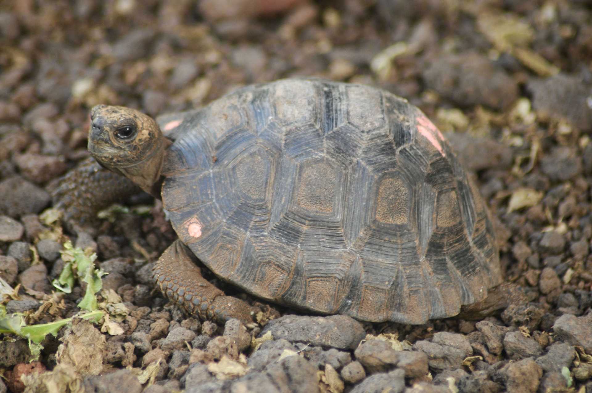 baby tortoise