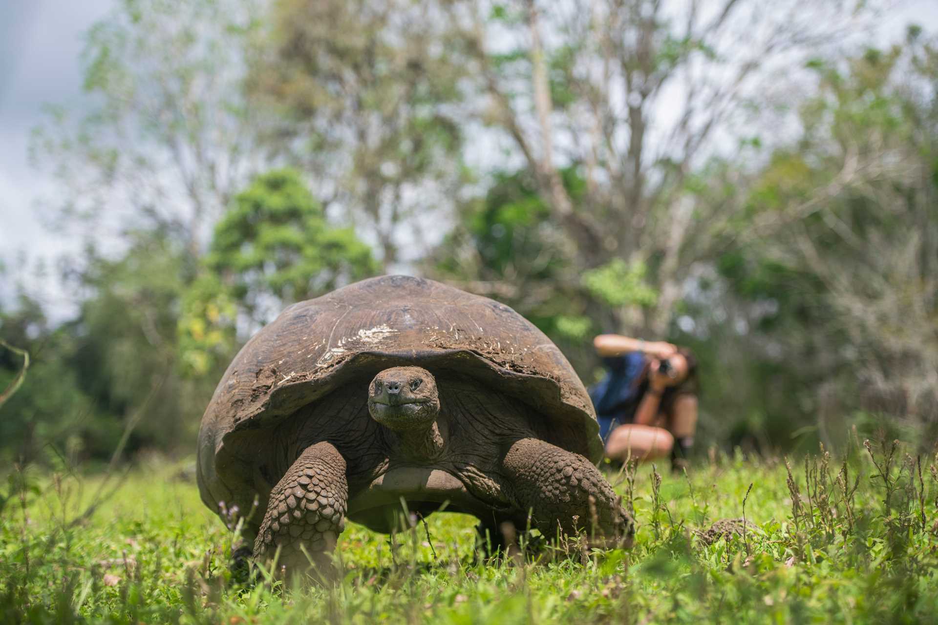 A giant Galápagos tortoise walks in the grass while a guest in the background photographs it.