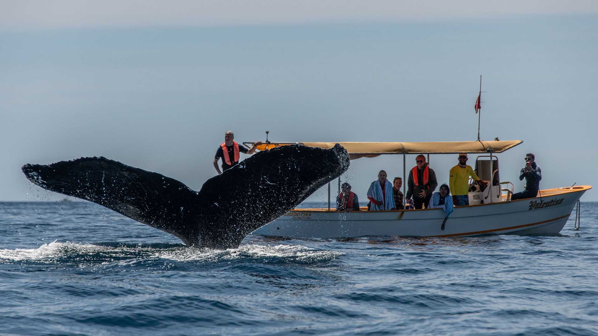 humpback whale