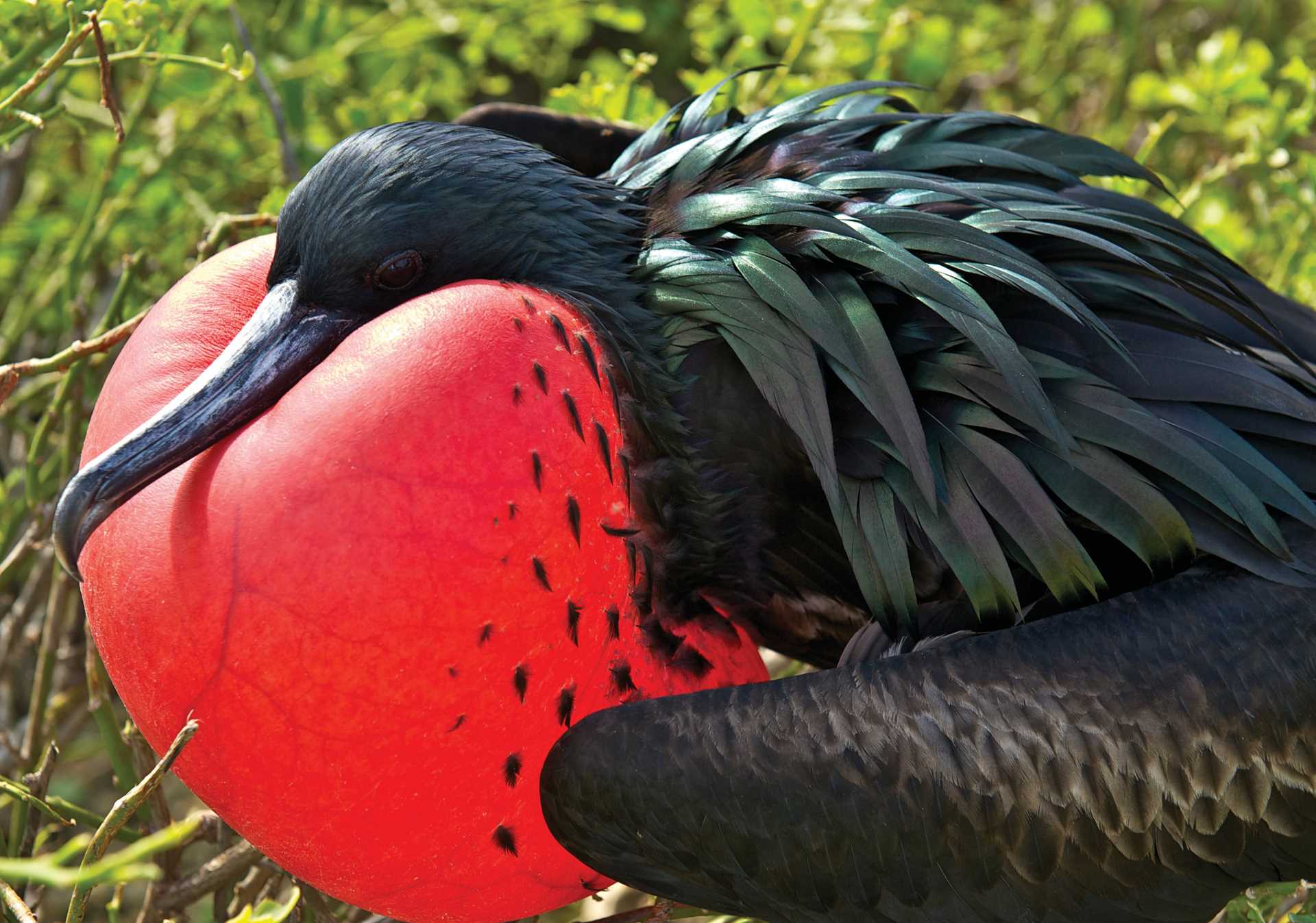 A male frigatebird inflates his red gular sac.