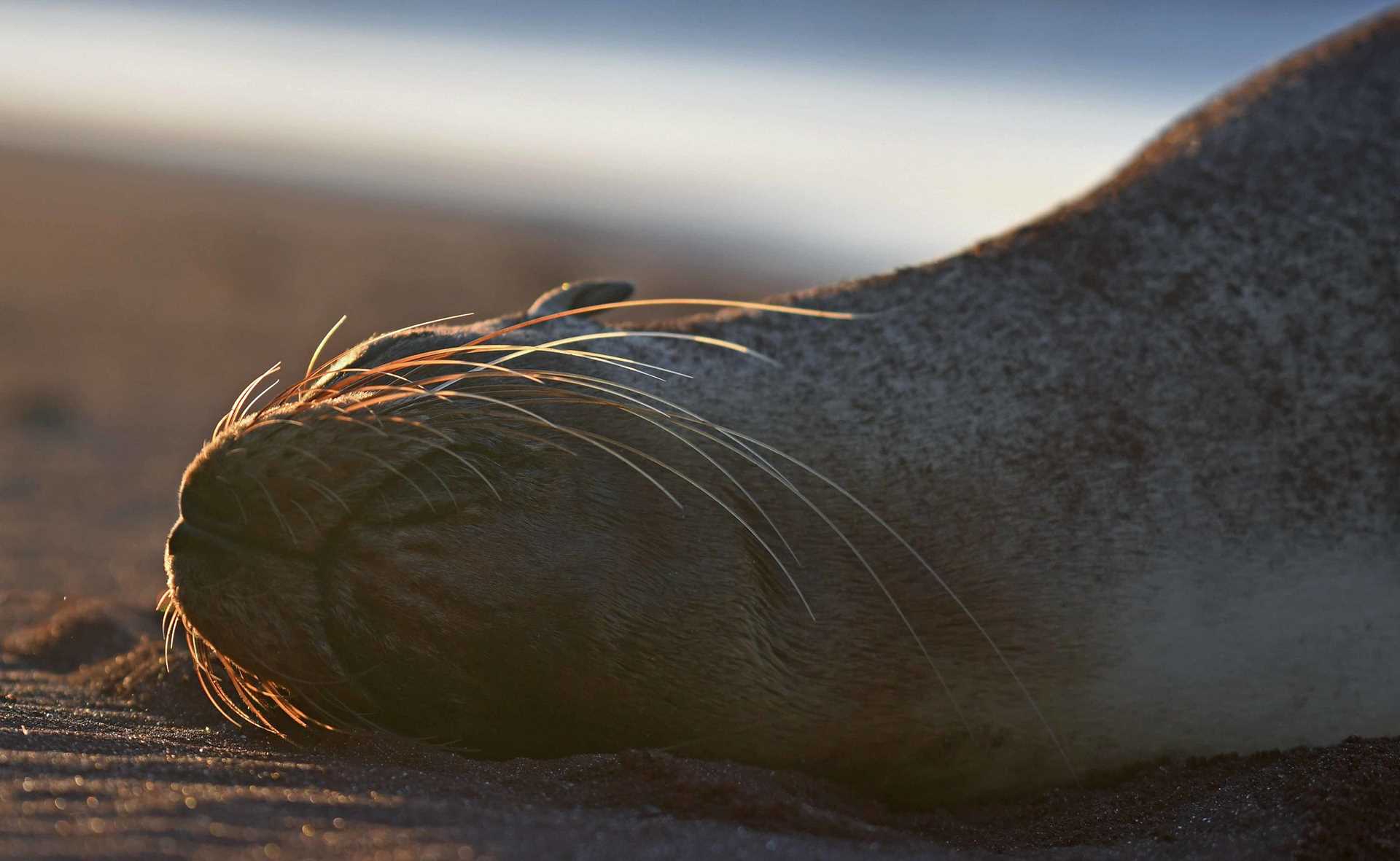 sea lion 