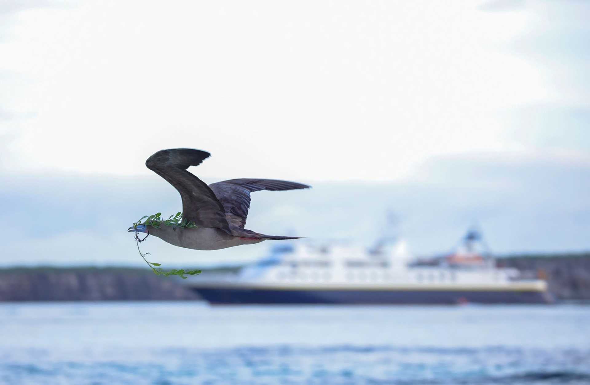 red-footed booby in flight