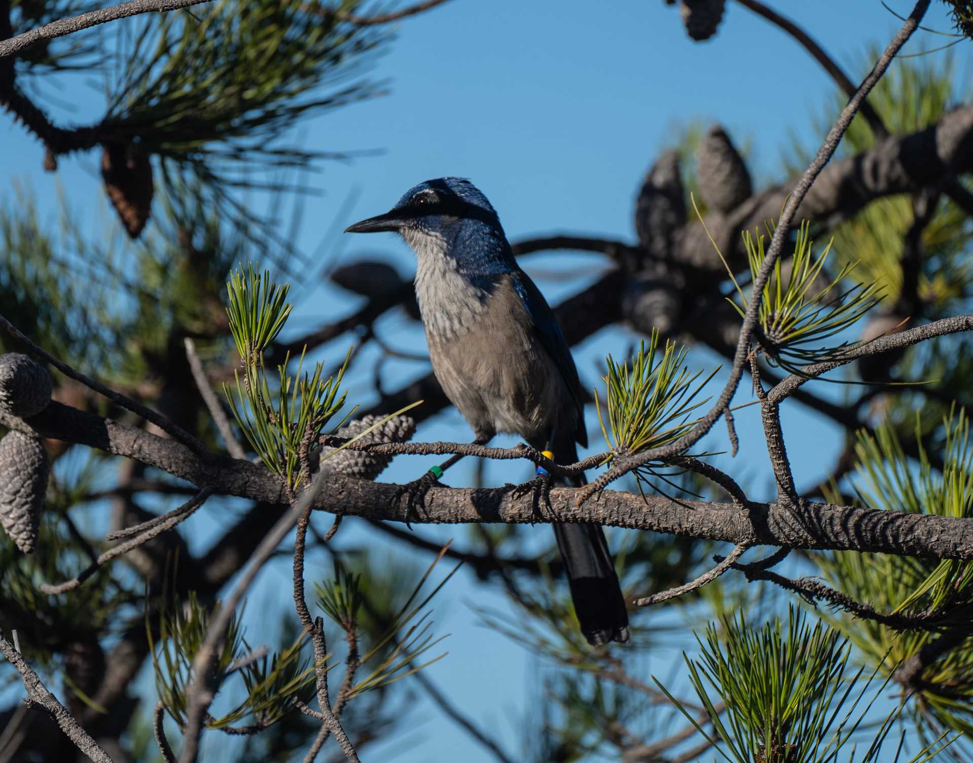 scrub jay