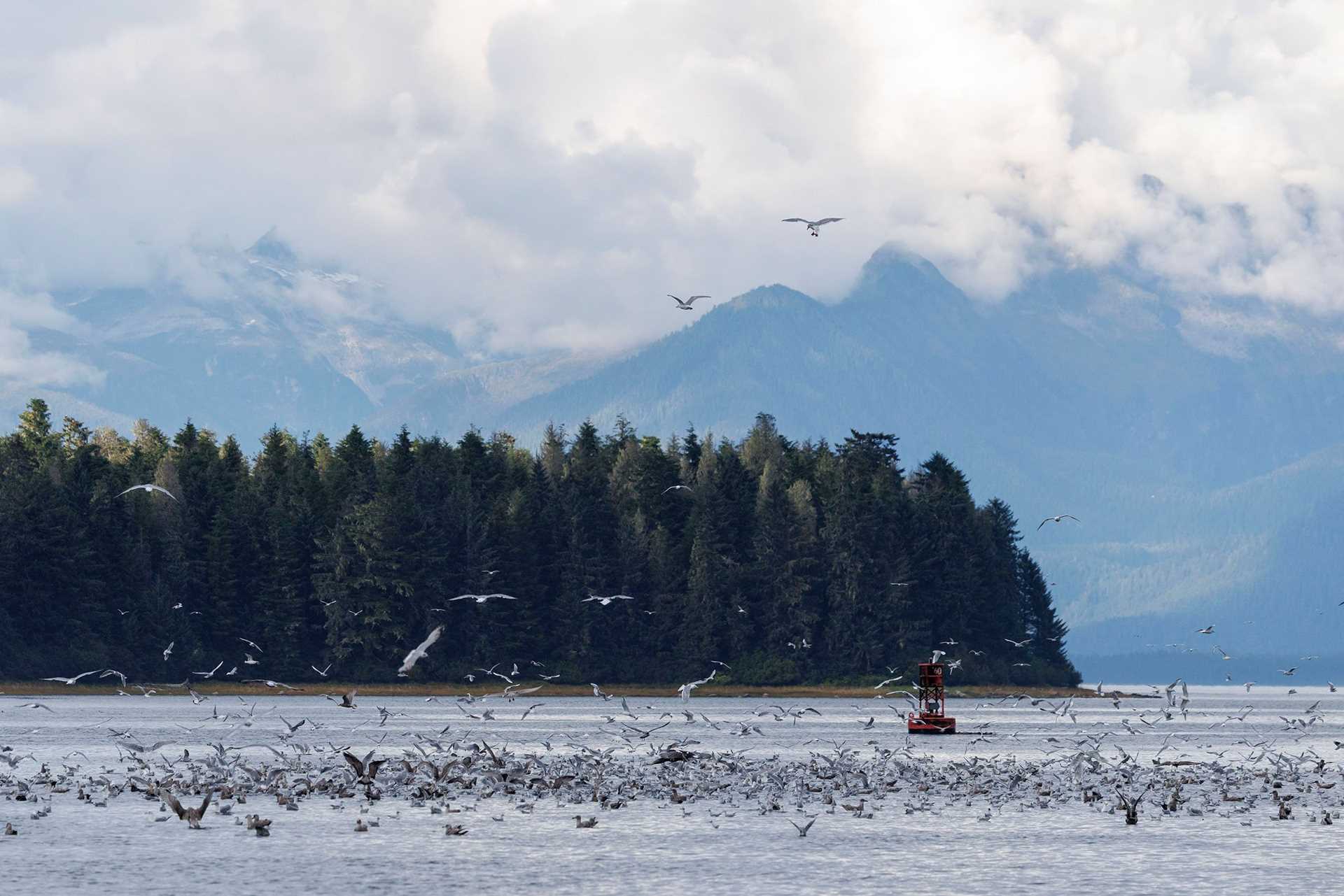 gulls feeding in the water outside of Petersburg, alaska