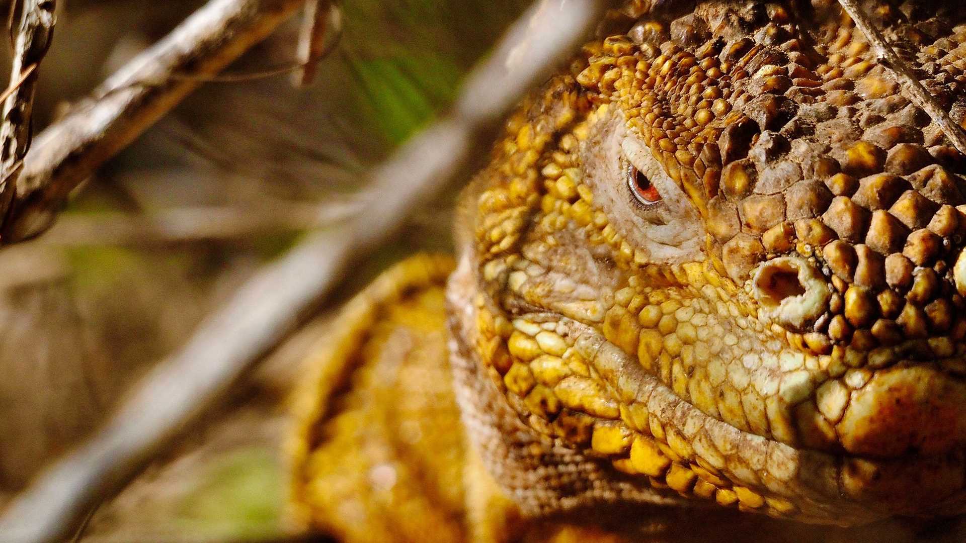 galapagos land iguana