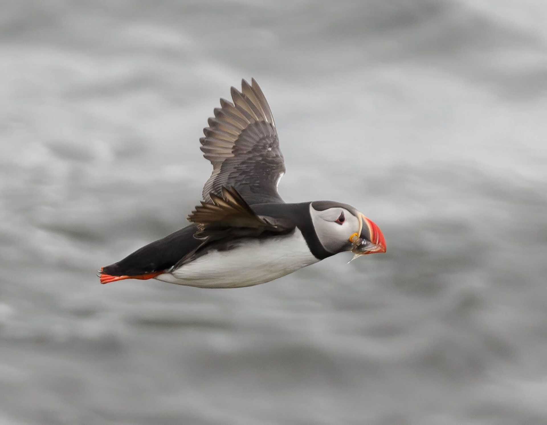 puffin in flight