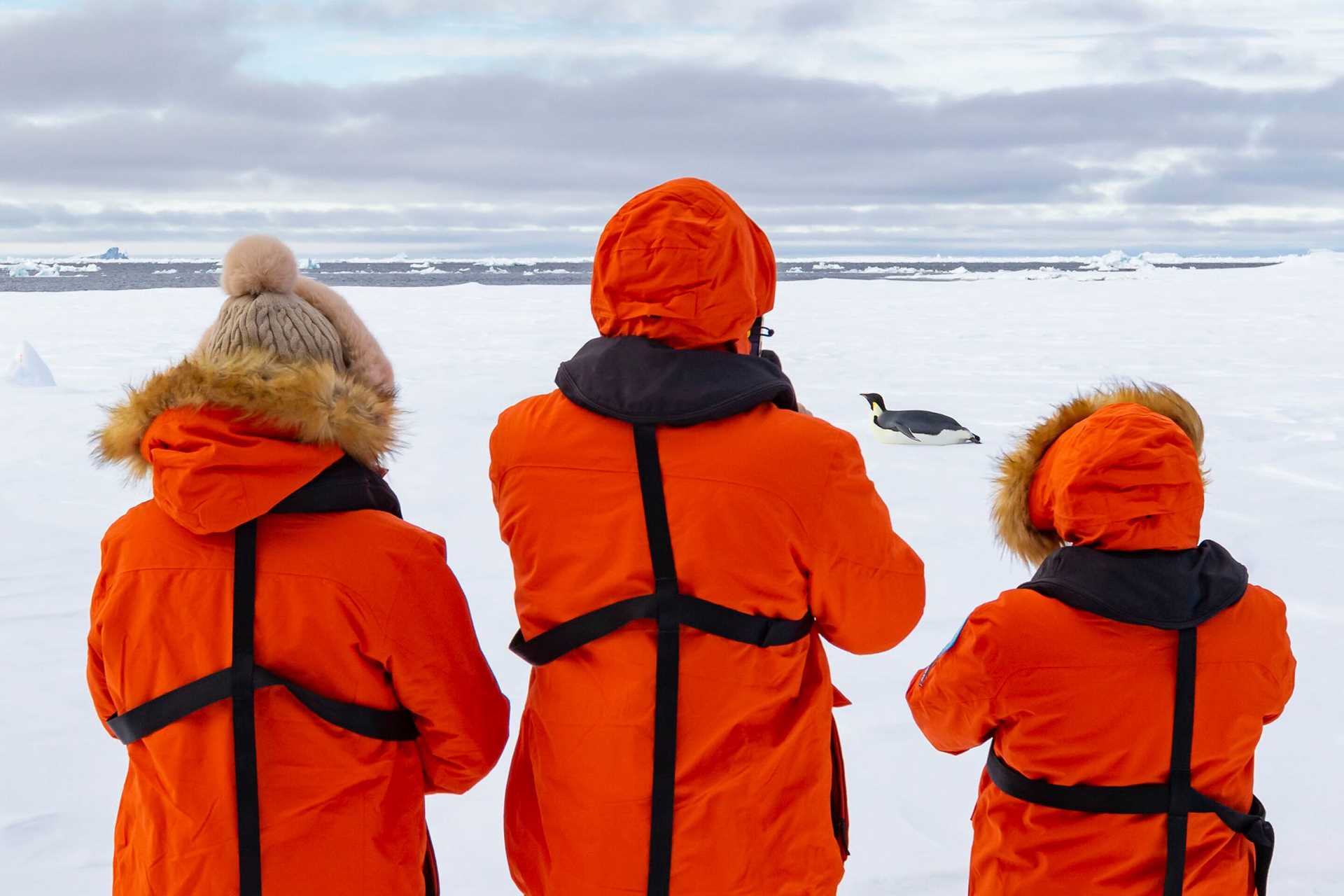 three people in orange parkas photograph an emperor penguin