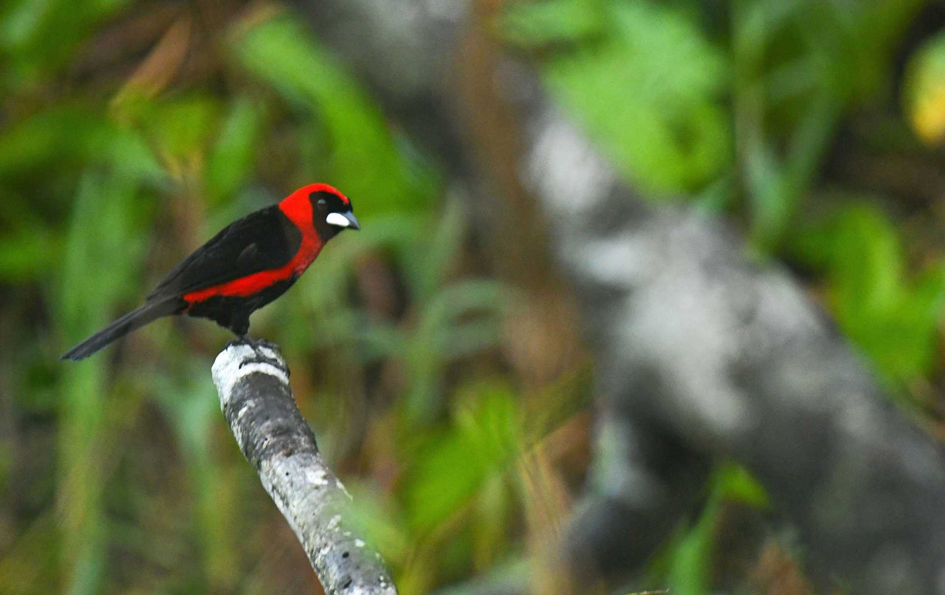 crimson tanager