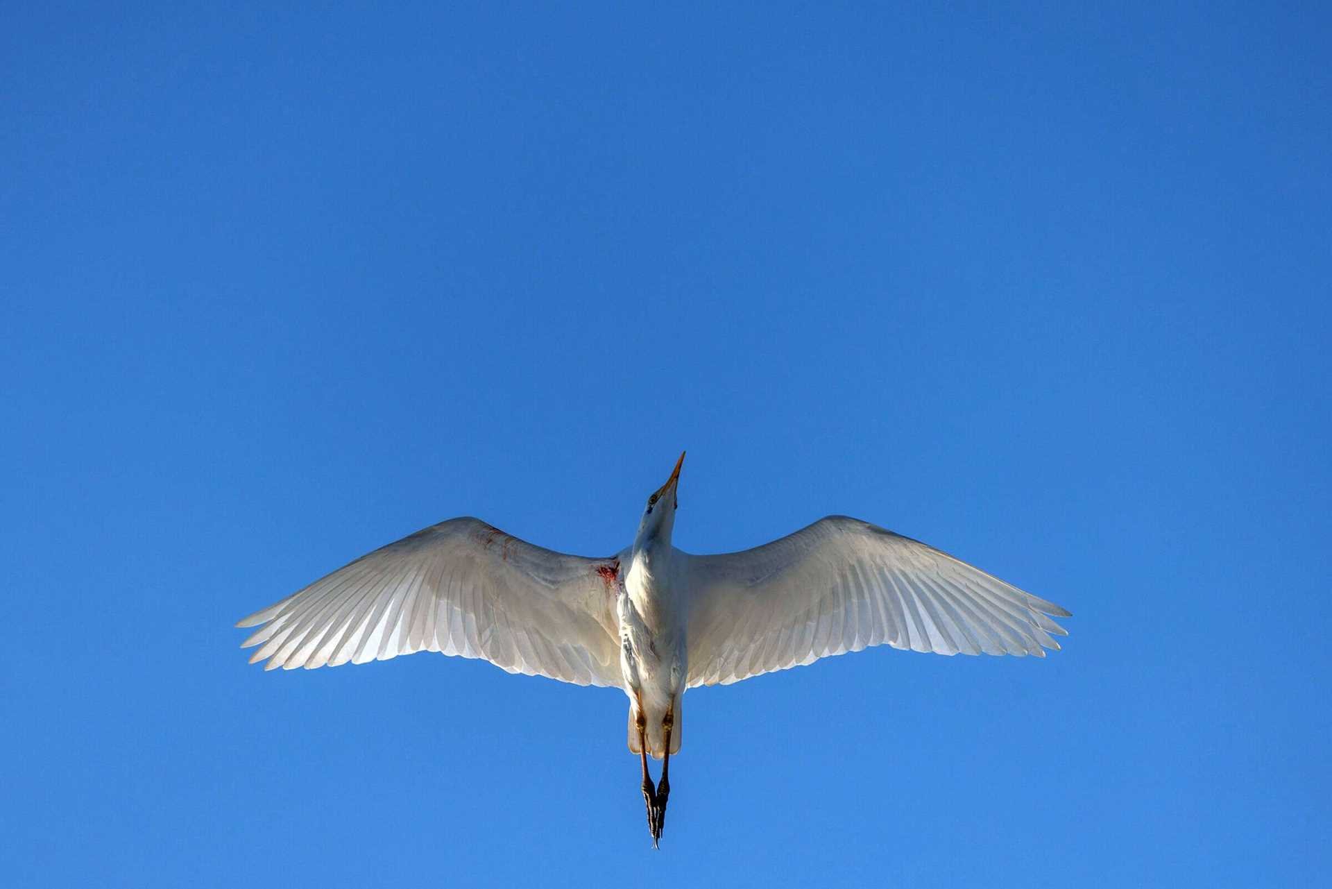 white bird in flight