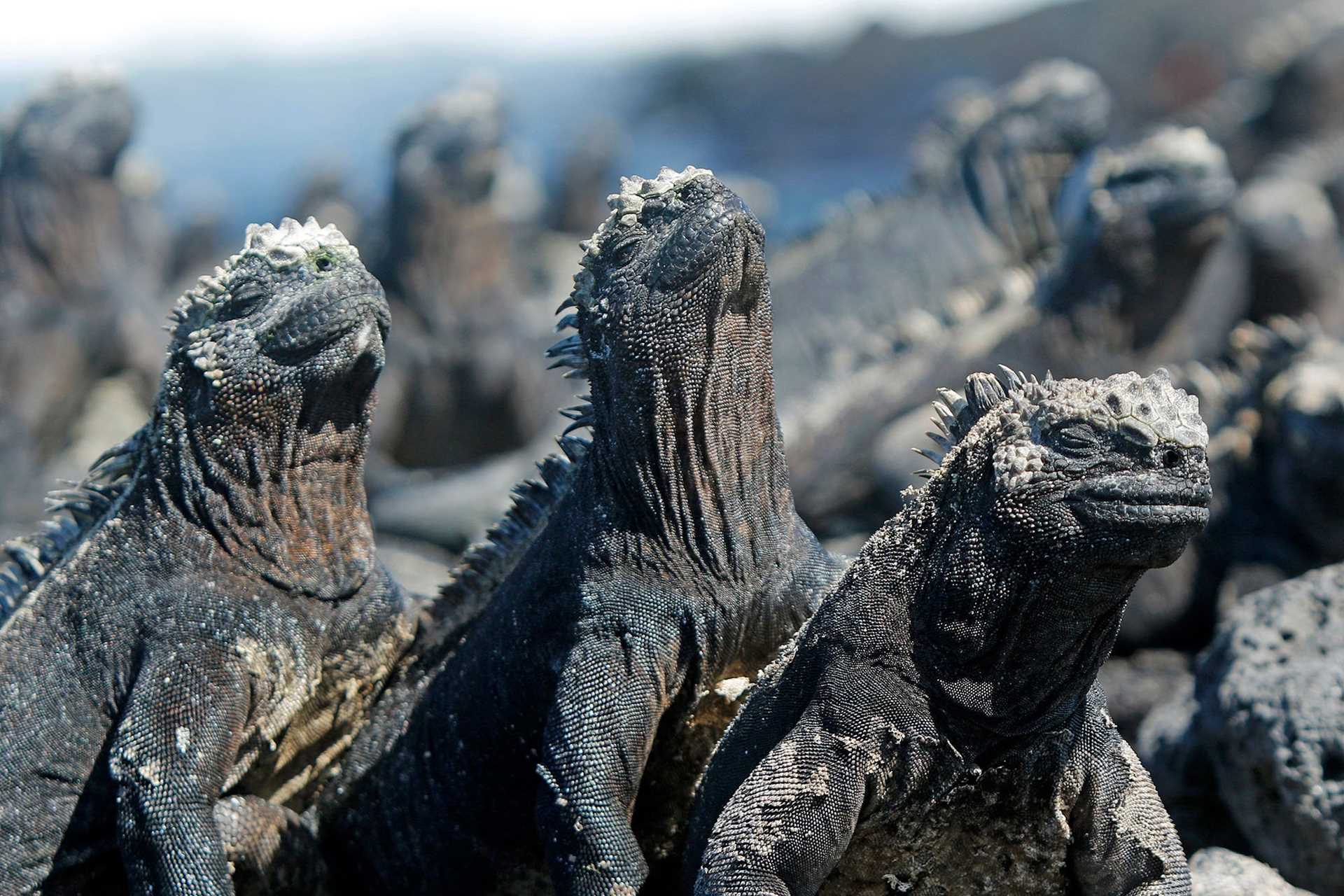 marine iguanas