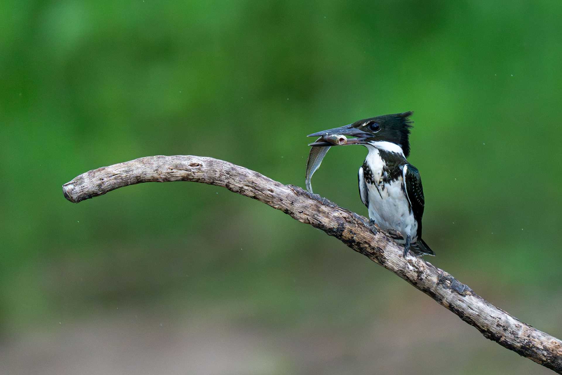 kingfisher with a fish in its beak