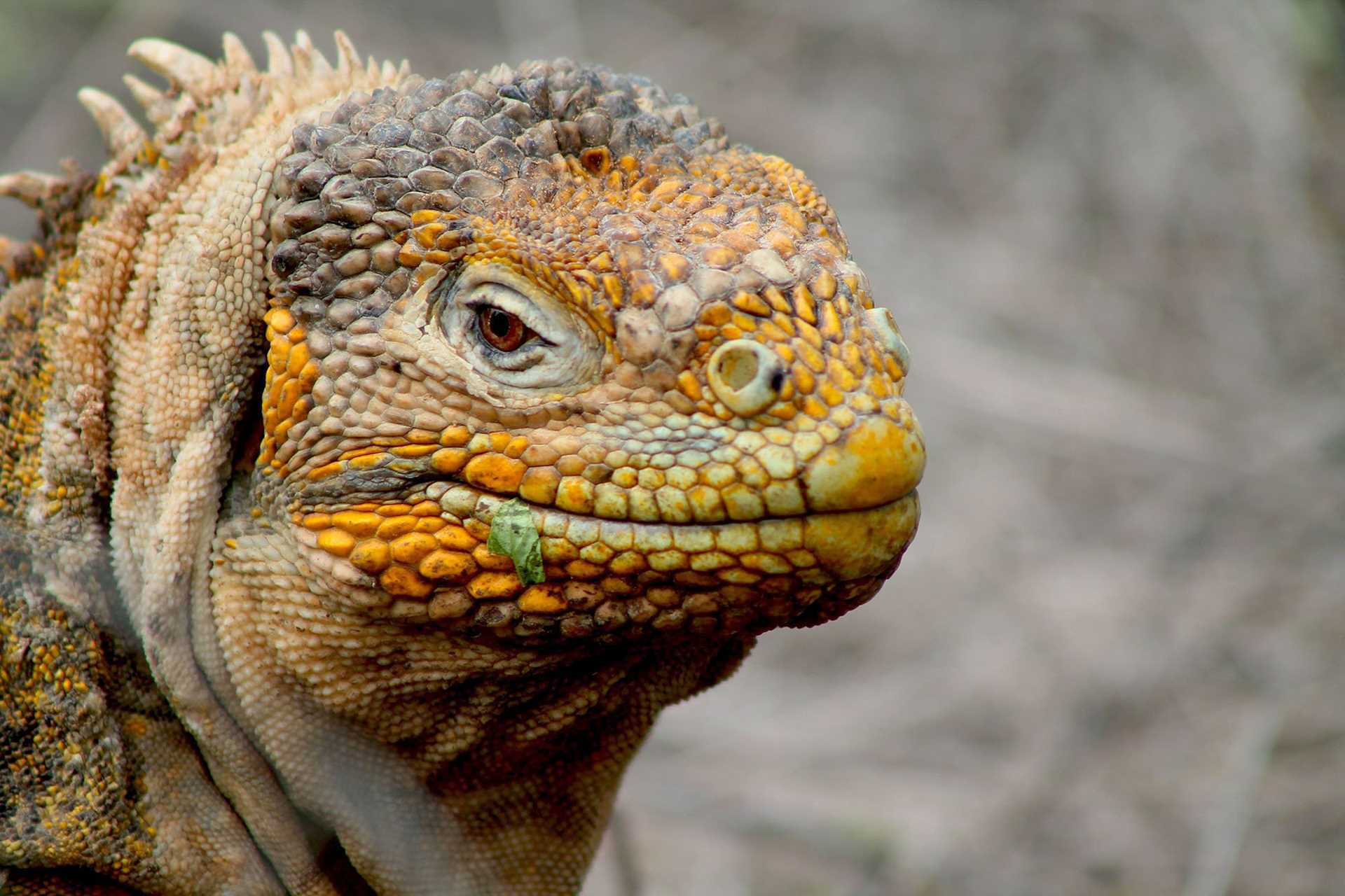 land iguana