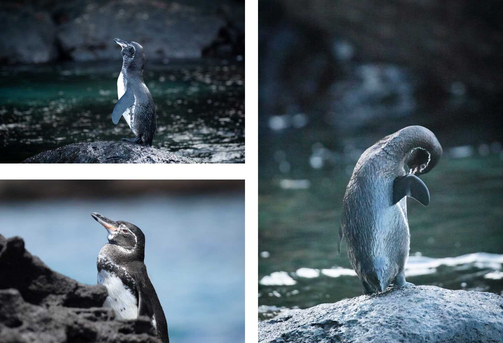 three galapagos penguins