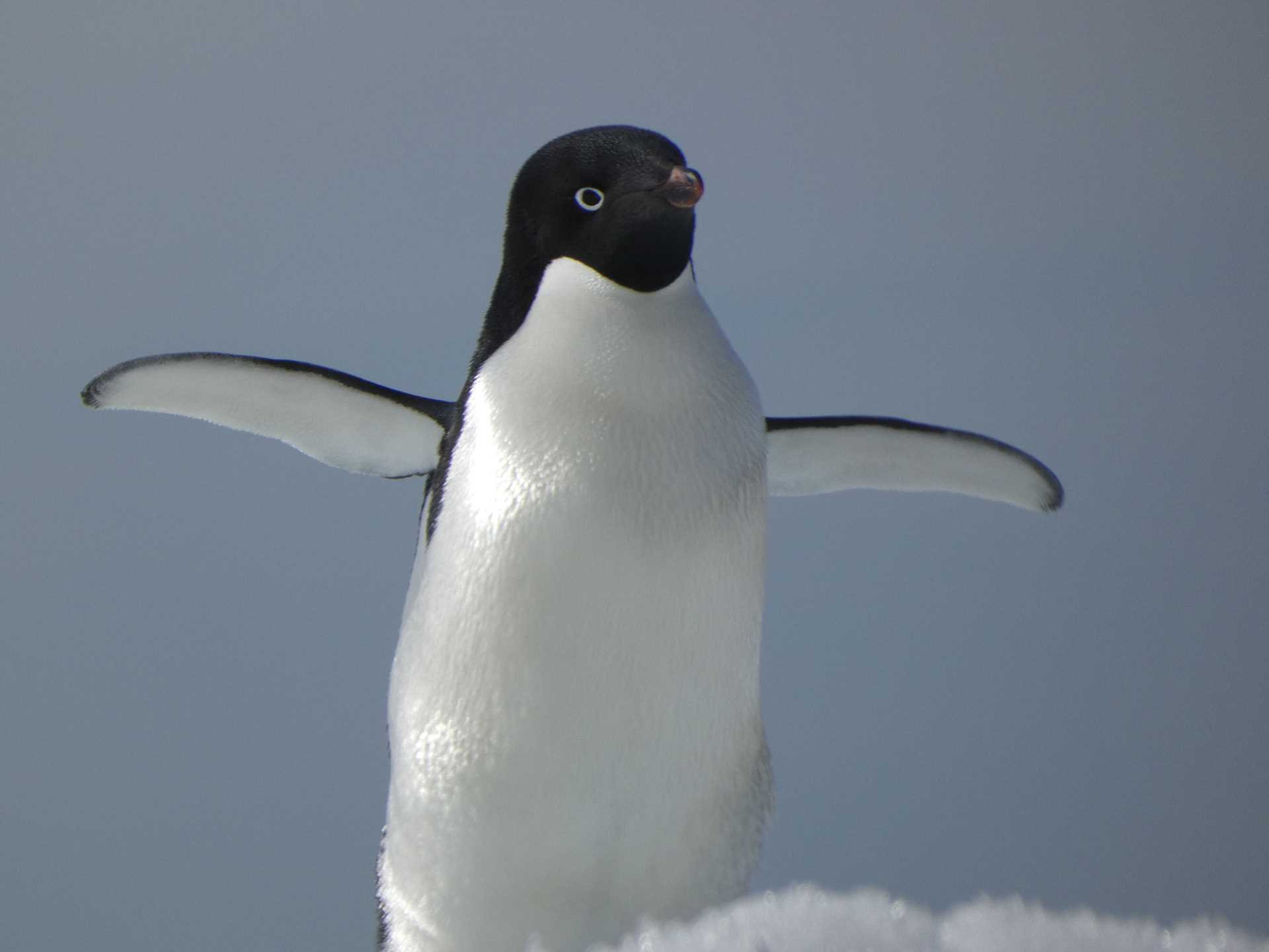 adelie penguin