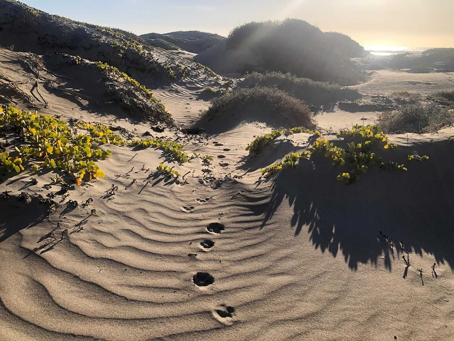 sand dunes