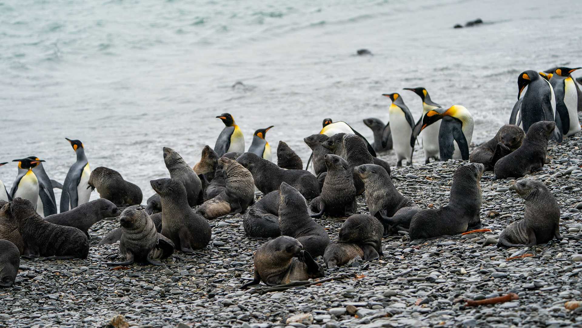 baby fur seals and penguins